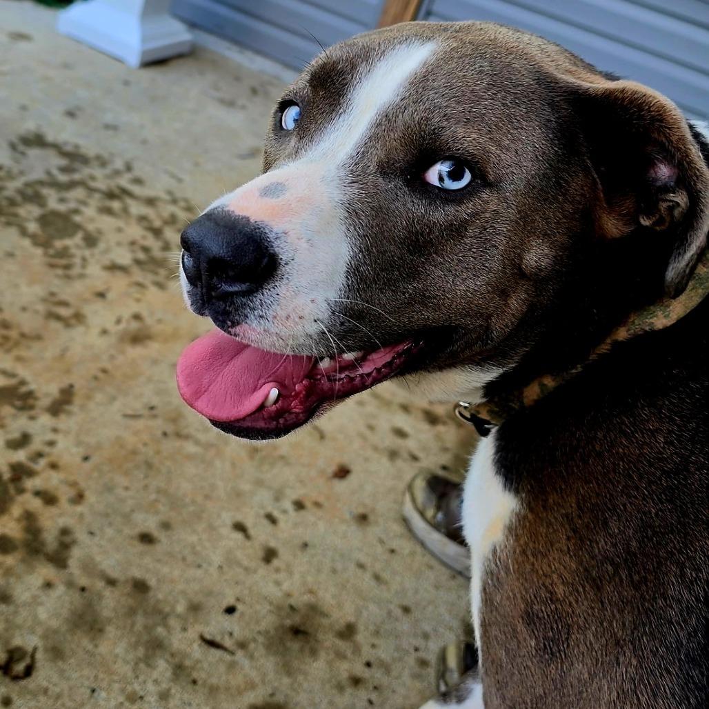 Julius, Adoptable, Adult Male Mixed Breed.