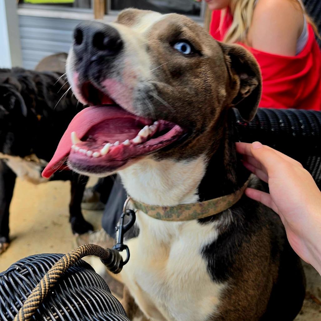 Julius, a Adoptable Mixed Breed in Clarksville, TN image 2/6
