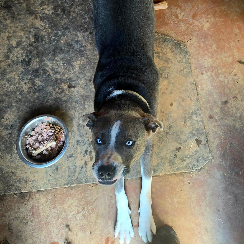 Julius, a Adoptable Mixed Breed in Clarksville, TN image 3/6