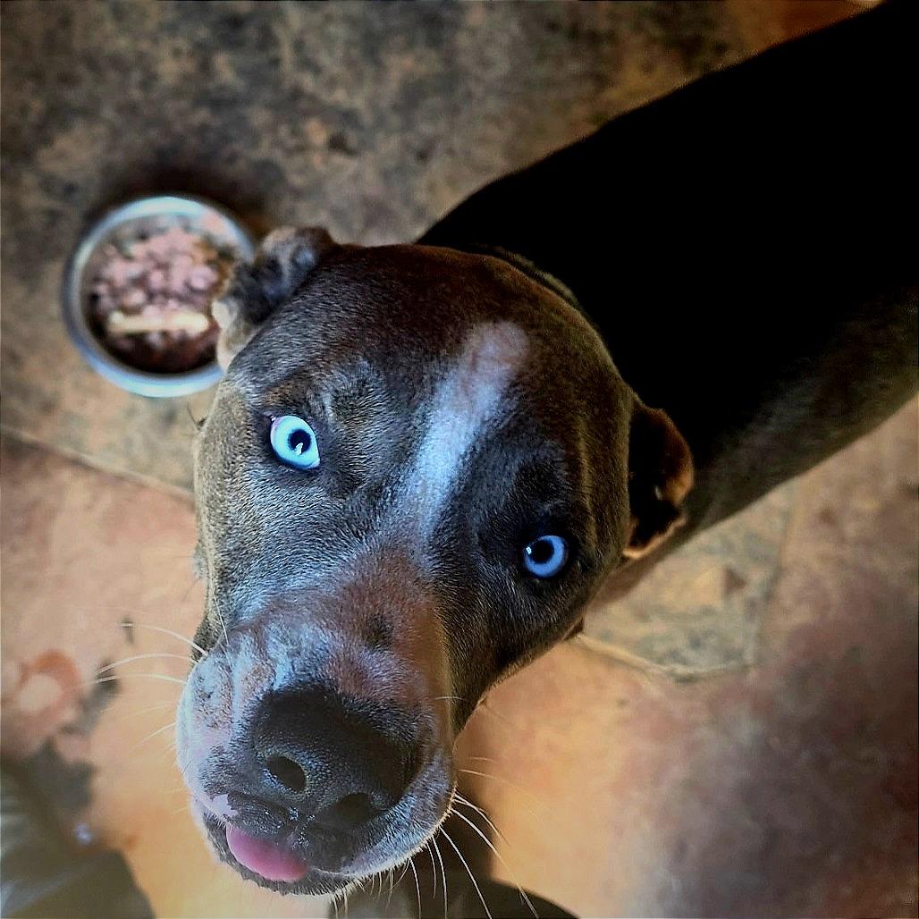 Julius, a Adoptable Mixed Breed in Clarksville, TN image 5/6