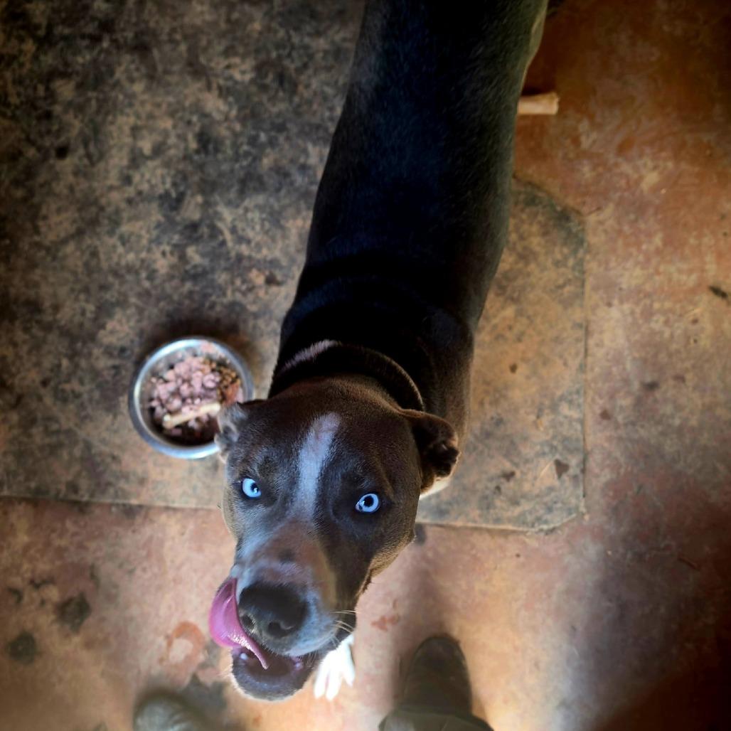 Julius, a Adoptable Mixed Breed in Clarksville, TN image 6/6