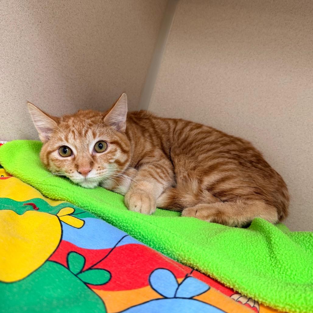 Daffy, Adoptable, Young Male Domestic Short Hair.