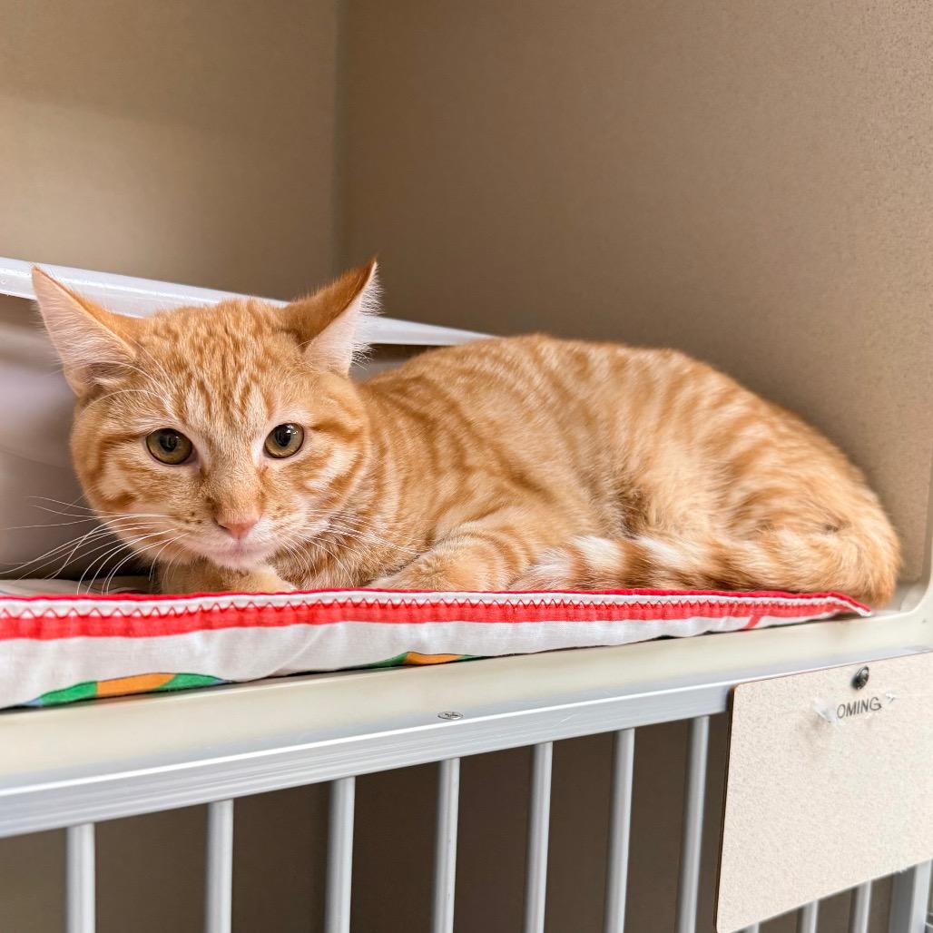 Enlarge Daffy, a Adoptable Domestic Short Hair in Great Falls, MT image 2/3