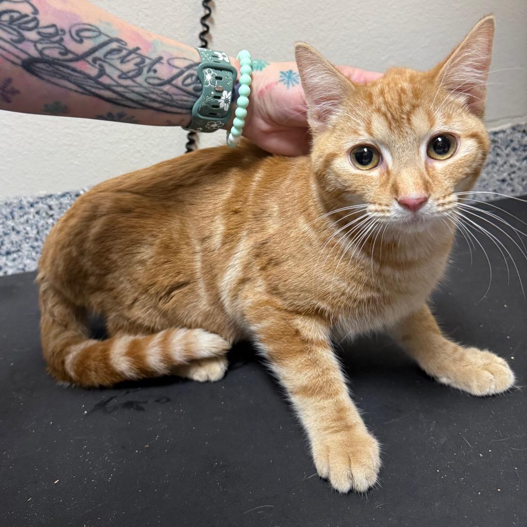 Enlarge Daffy, a Adoptable Domestic Short Hair in Great Falls, MT image 3/3