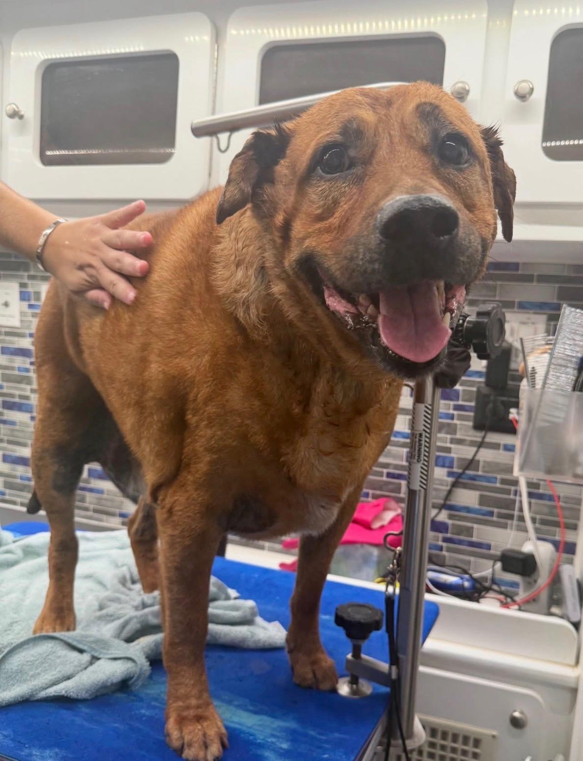 Big Louie, ADOPTABLE, Senior Male Mixed Breed.