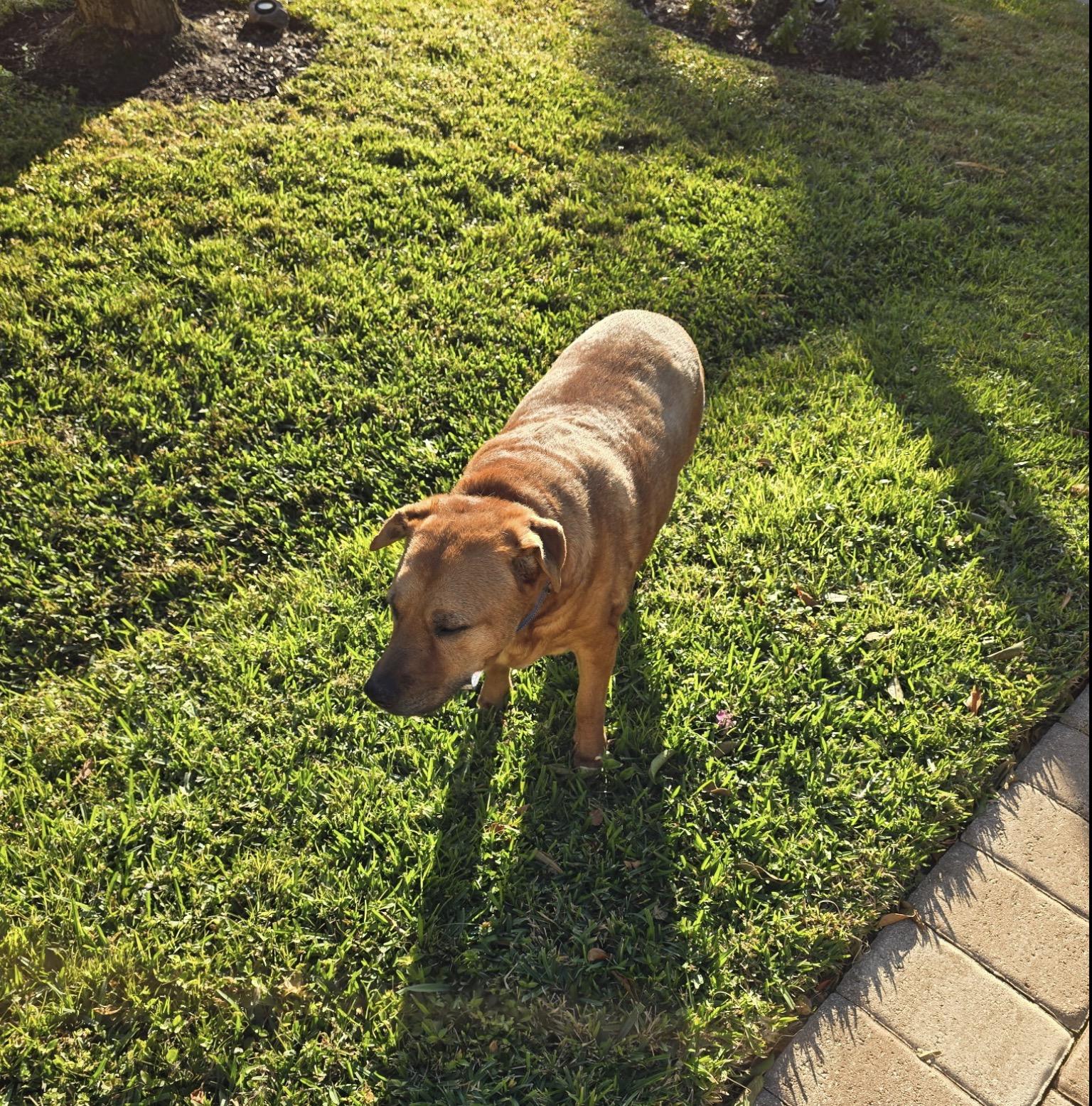 Enlarge Big Louie, a ADOPTABLE Mixed Breed in Palm springs, FL image 3/3