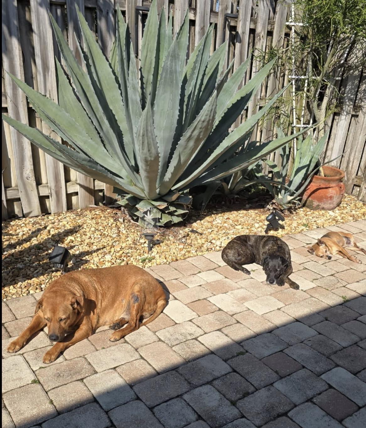 Enlarge Big Louie, a ADOPTABLE Mixed Breed in Palm springs, FL image 2/3