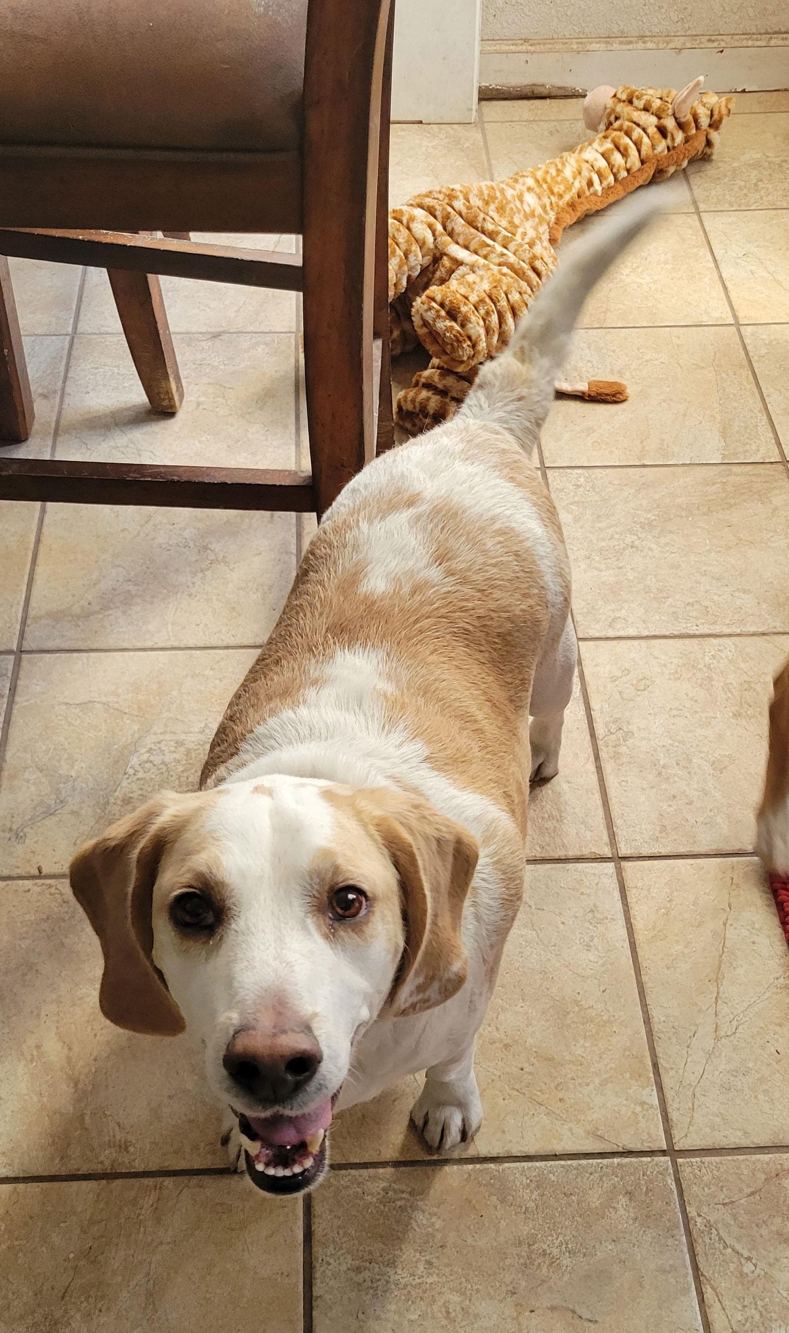 Pumbaa (Bowser), Adopted, Adult Male Beagle.