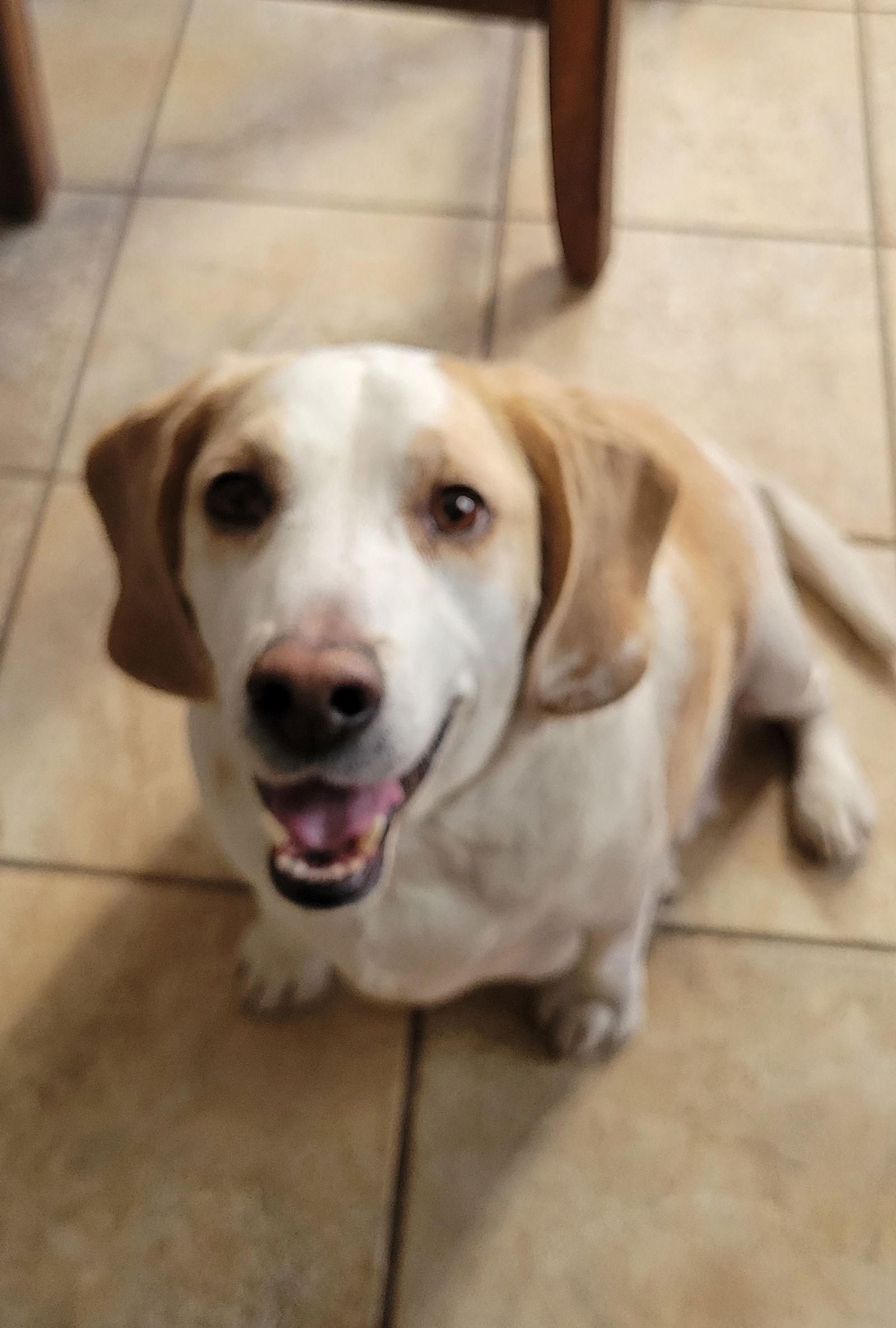 Enlarge Pumbaa (Bowser), a Adopted Beagle in Las Vegas, NV image 2/3