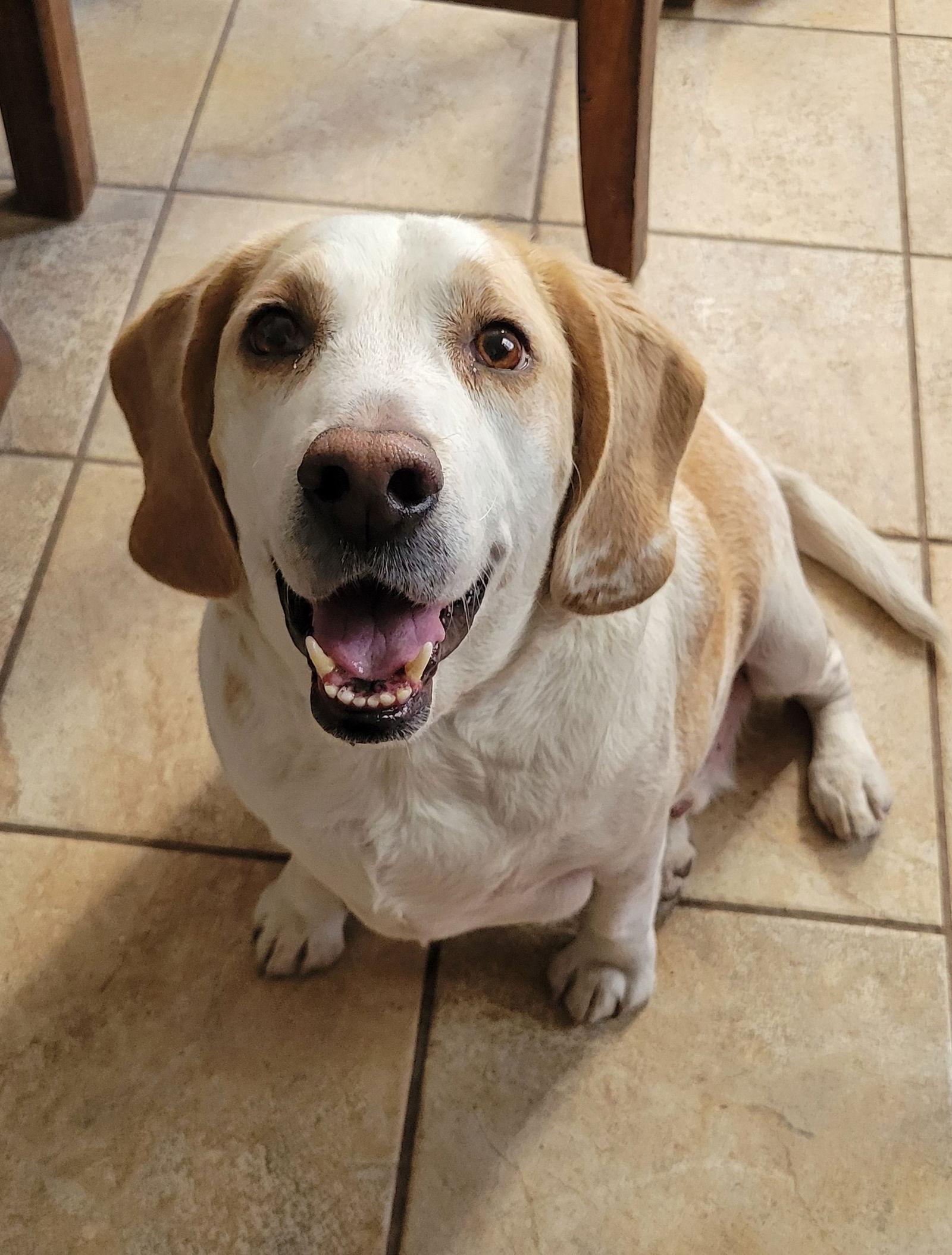 Enlarge Pumbaa (Bowser), a Adopted Beagle in Las Vegas, NV image 3/3