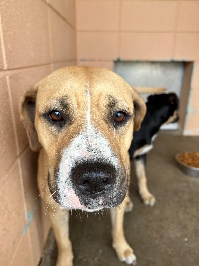Sassy, a Adoptable Pit Bull Terrier in Gautier, MS image 1/2