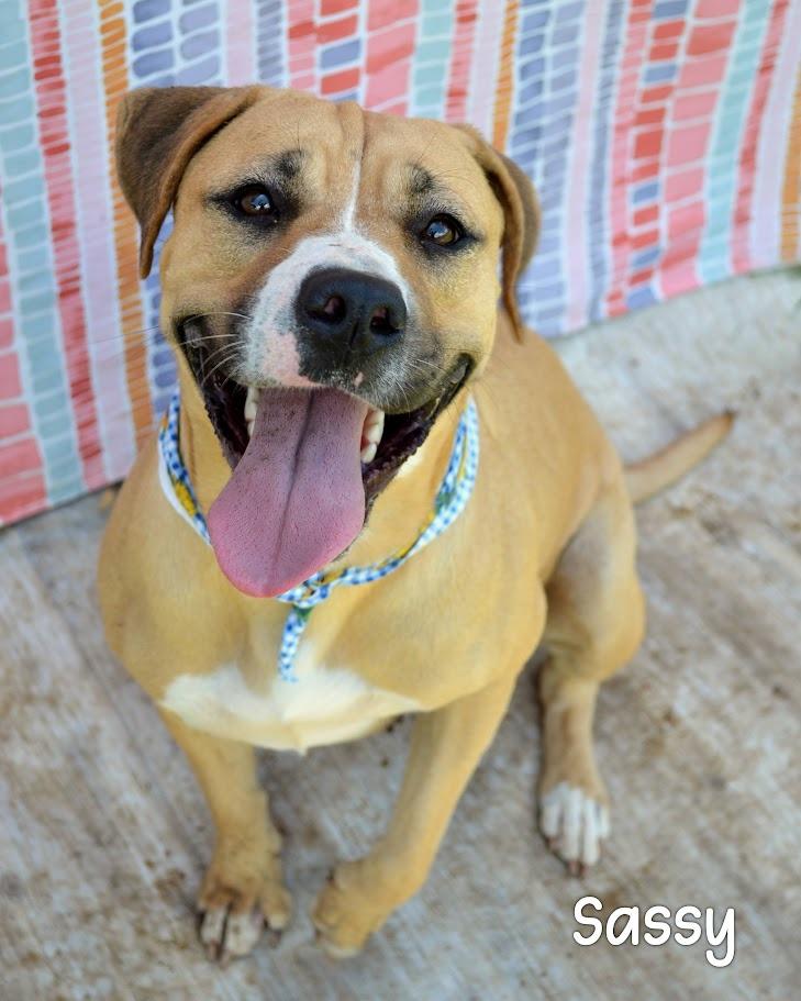 Sassy, a Adoptable Pit Bull Terrier in Gautier, MS image 2/2