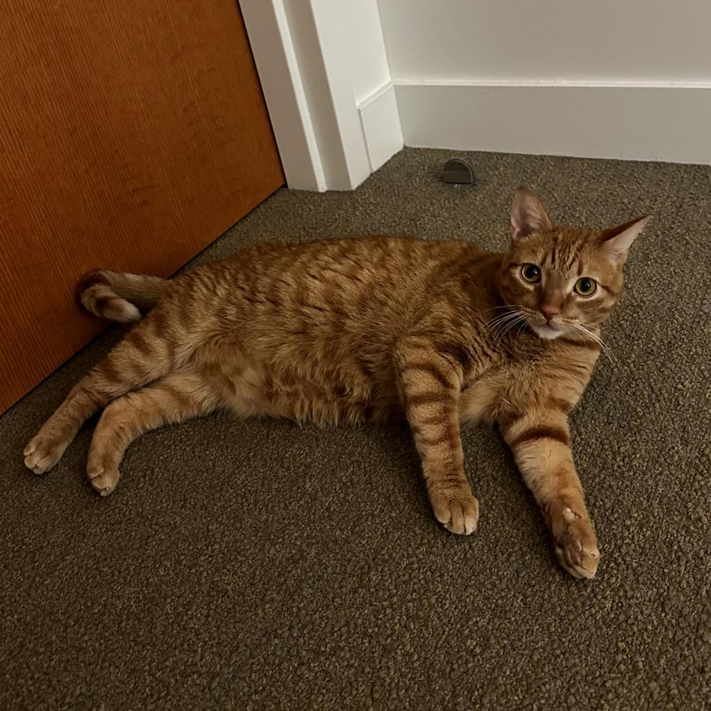 Enlarge Peony, a Adoptable Domestic Short Hair in Los Angeles, CA image 1/6