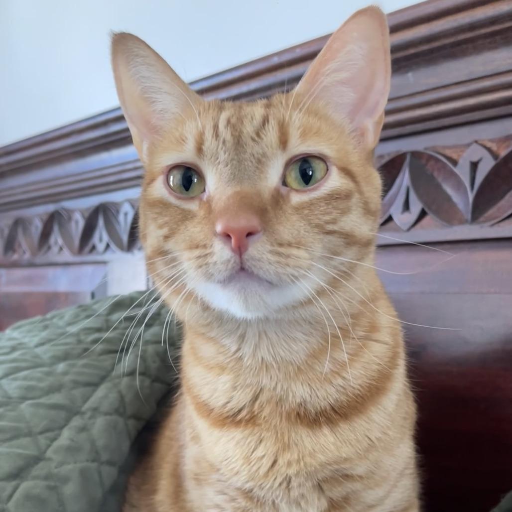 Enlarge Peony, a Adoptable Domestic Short Hair in Los Angeles, CA image 2/6