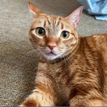 Enlarge Peony, a Adoptable Domestic Short Hair in Los Angeles, CA image 3/6