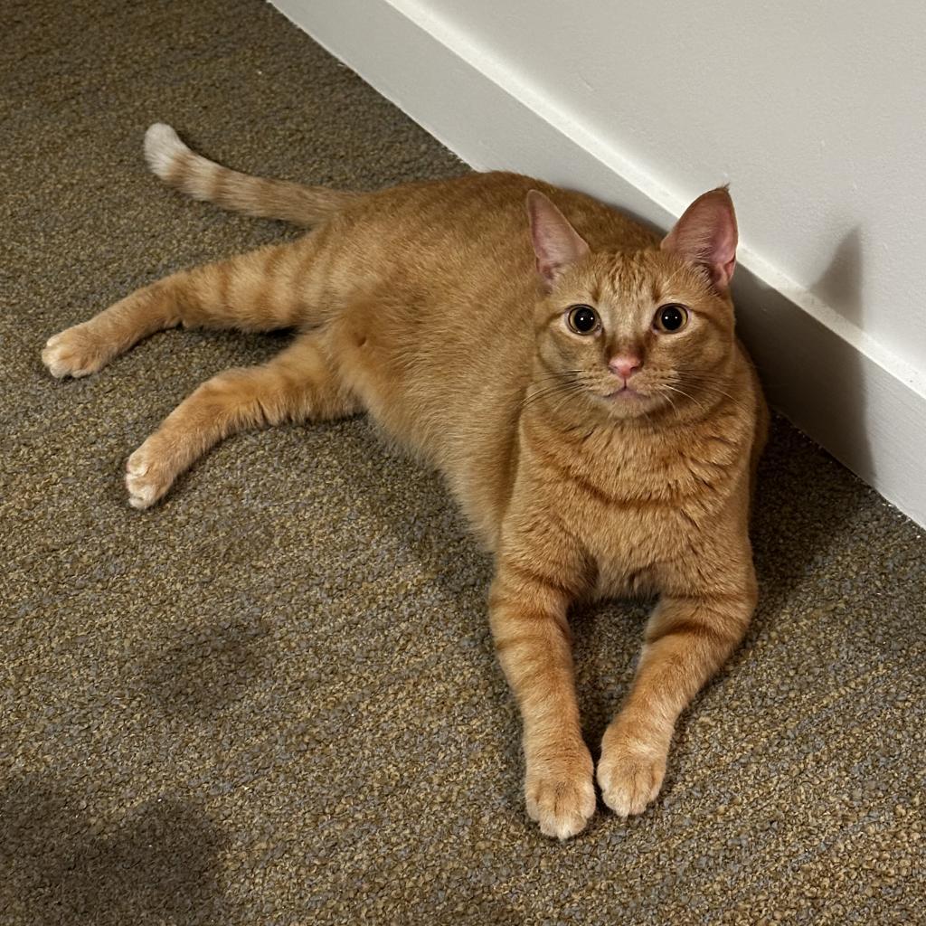 Peony — thumbnail 4