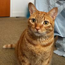 Enlarge Peony, a Adoptable Domestic Short Hair in Los Angeles, CA image 5/6