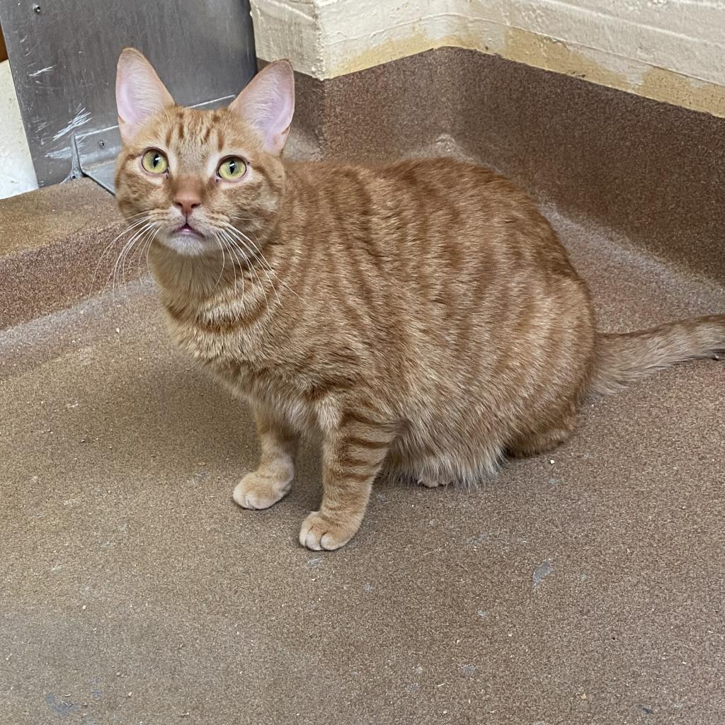 Enlarge Peony, a Adoptable Domestic Short Hair in Los Angeles, CA image 6/6