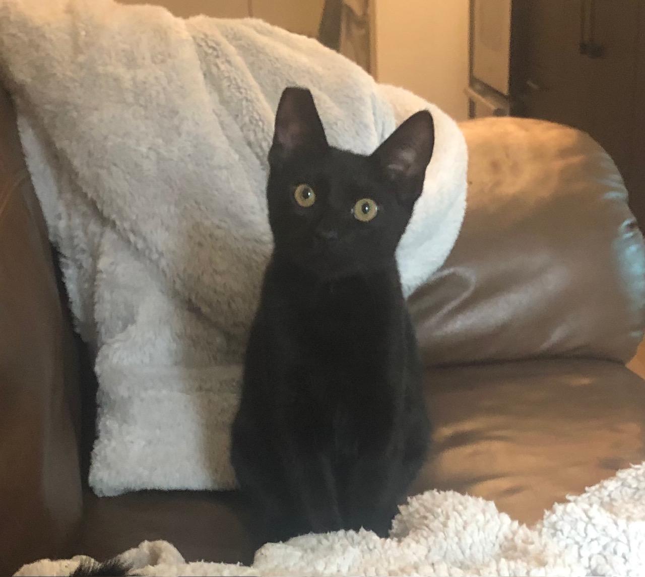 Enlarge Cooptavies, an adoptable Domestic Short Hair in BURNABY, BC image 1/1