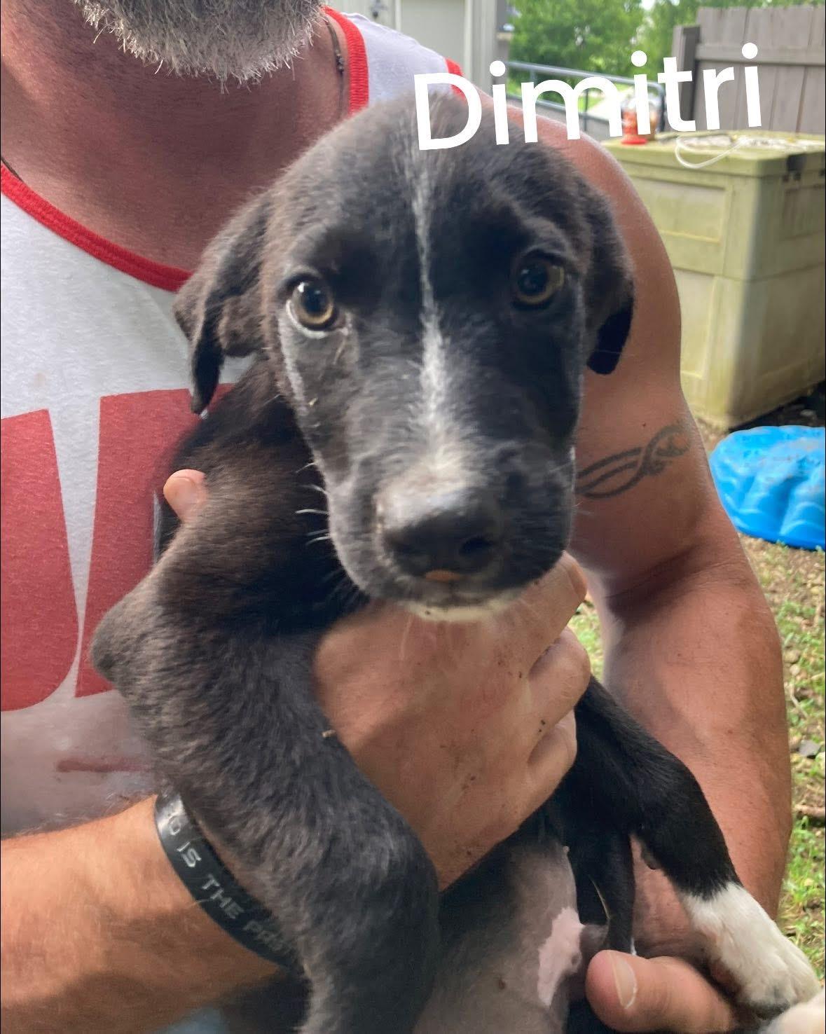 Dimitri