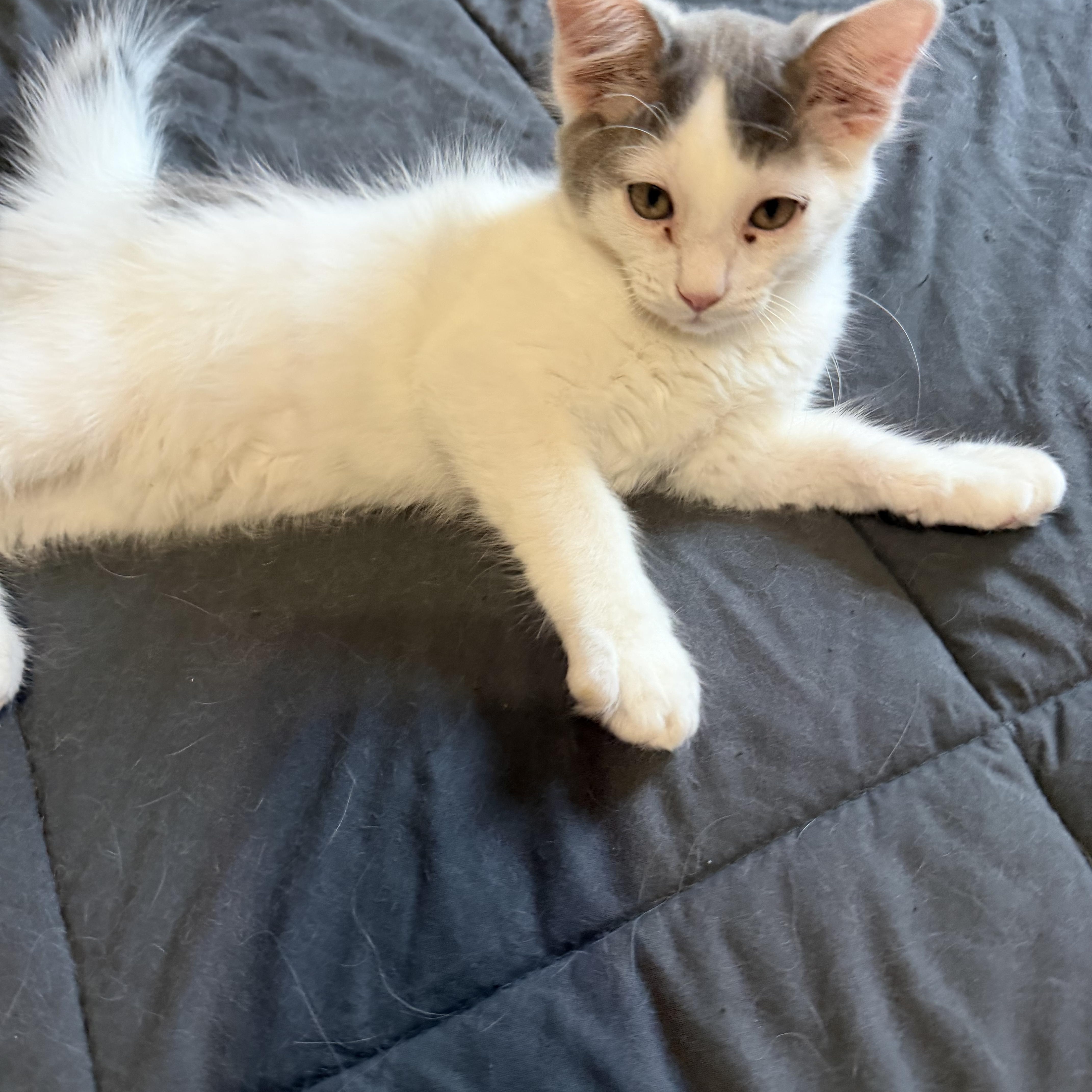 Wilbur, Adoptable, Kitten Male Domestic Long Hair & Turkish Van.