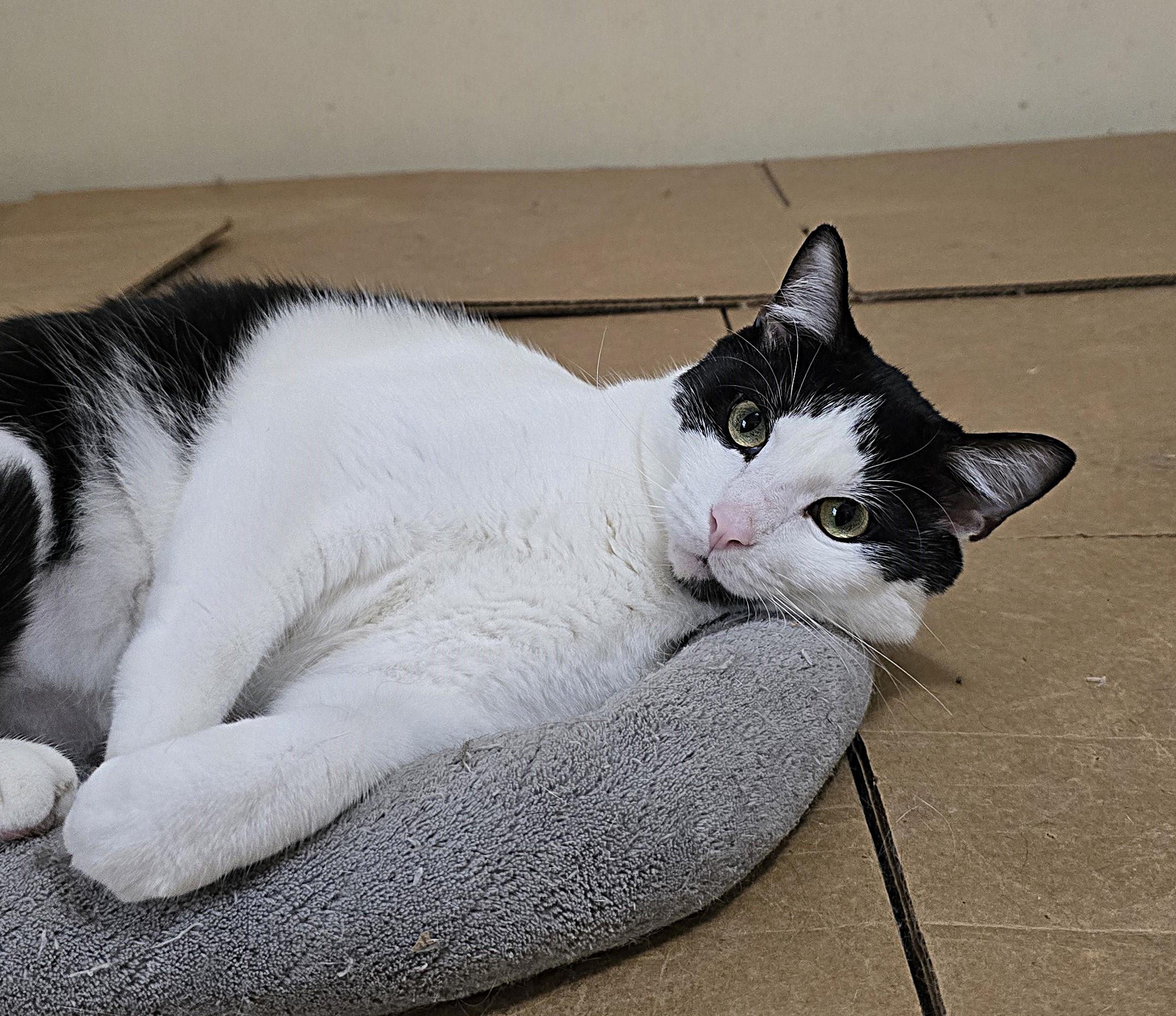 Liam, an adoptable Domestic Short Hair in Wilmington, NC, 28409 | Photo Image 1