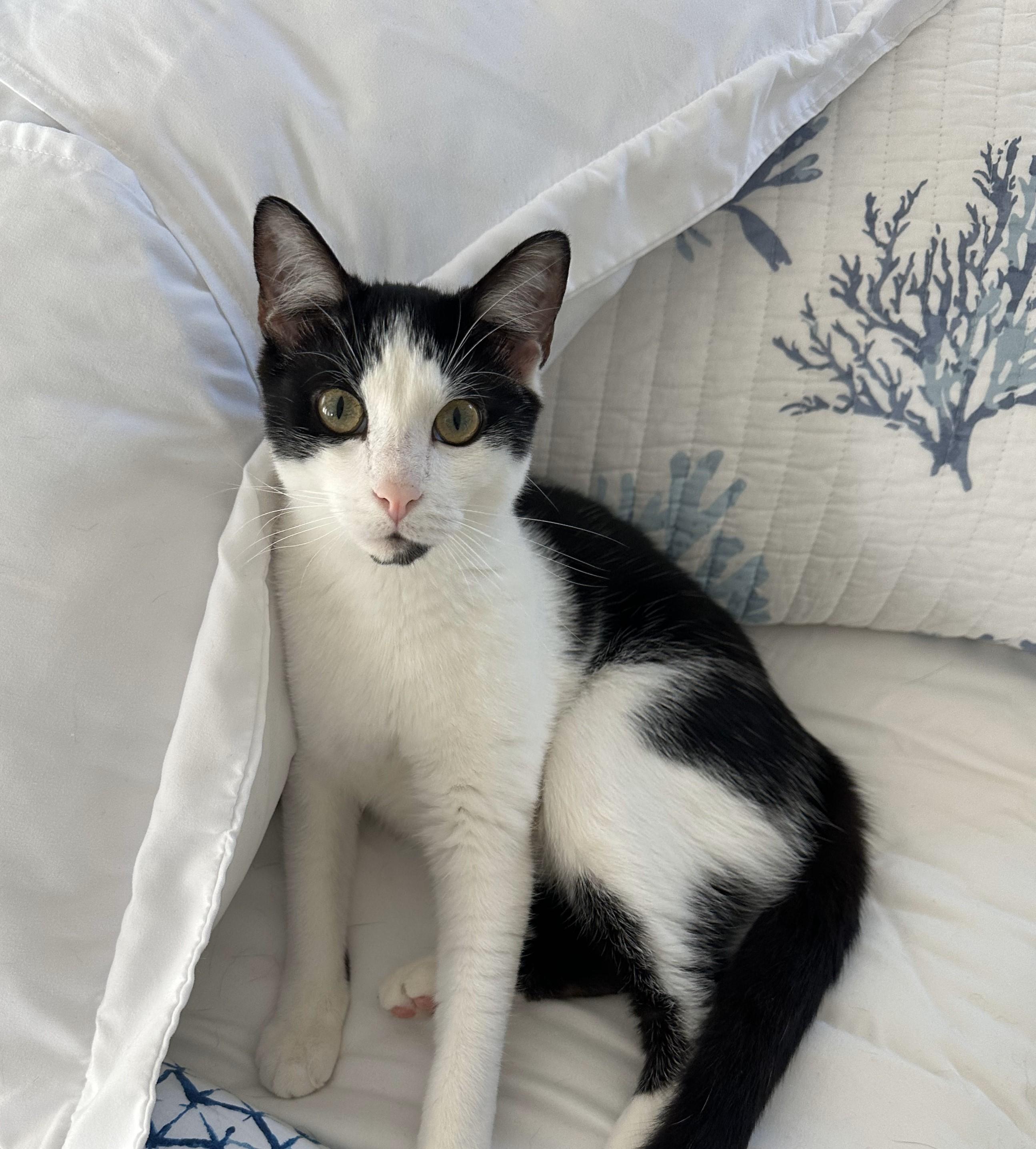 Liam, an adoptable Domestic Short Hair in Wilmington, NC, 28409 | Photo Image 1