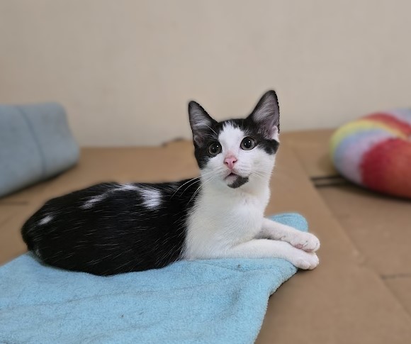 Liam, an adoptable Domestic Short Hair in Wilmington, NC, 28409 | Photo Image 2