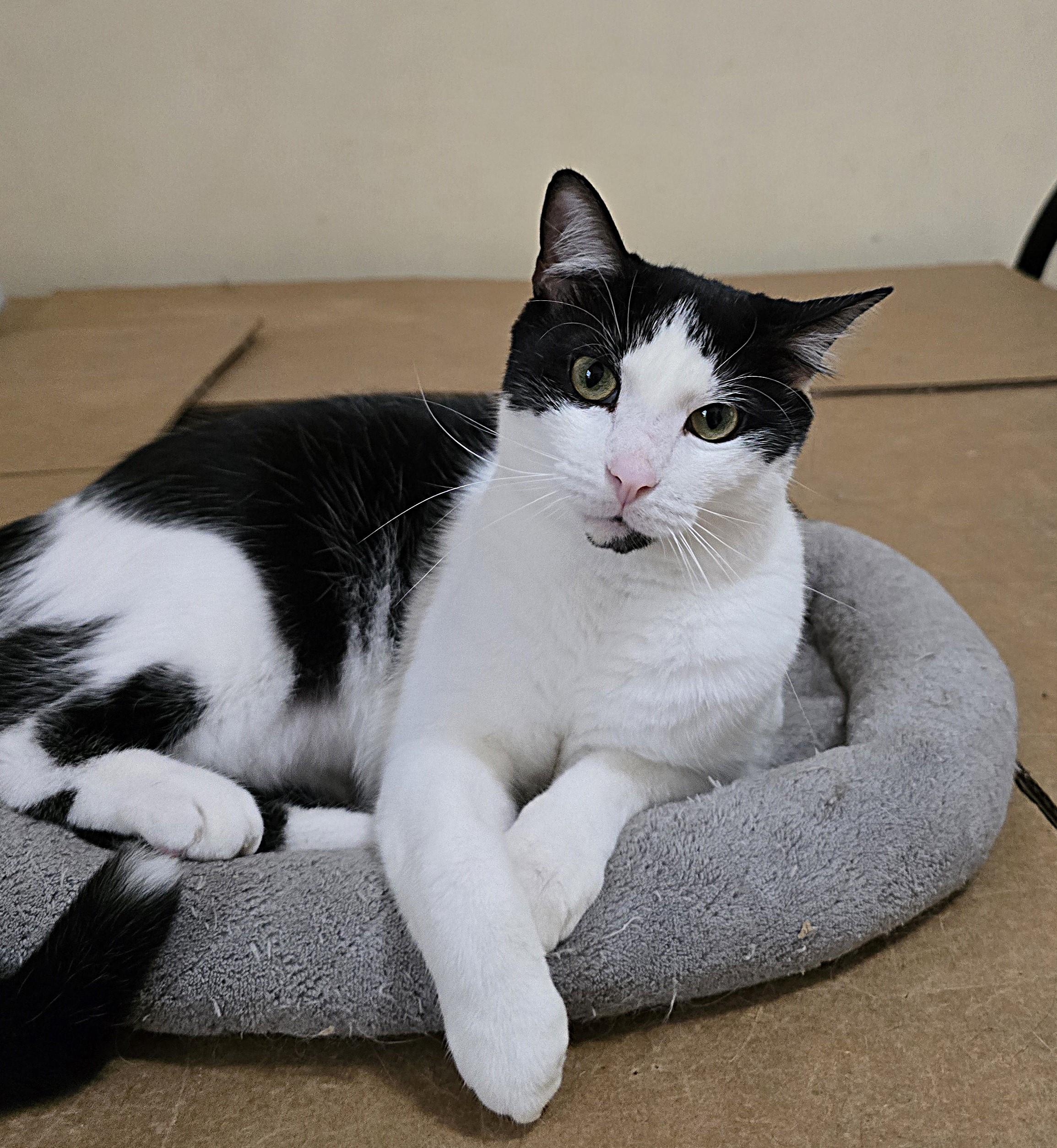 Liam, an adoptable Domestic Short Hair in Wilmington, NC, 28409 | Photo Image 4