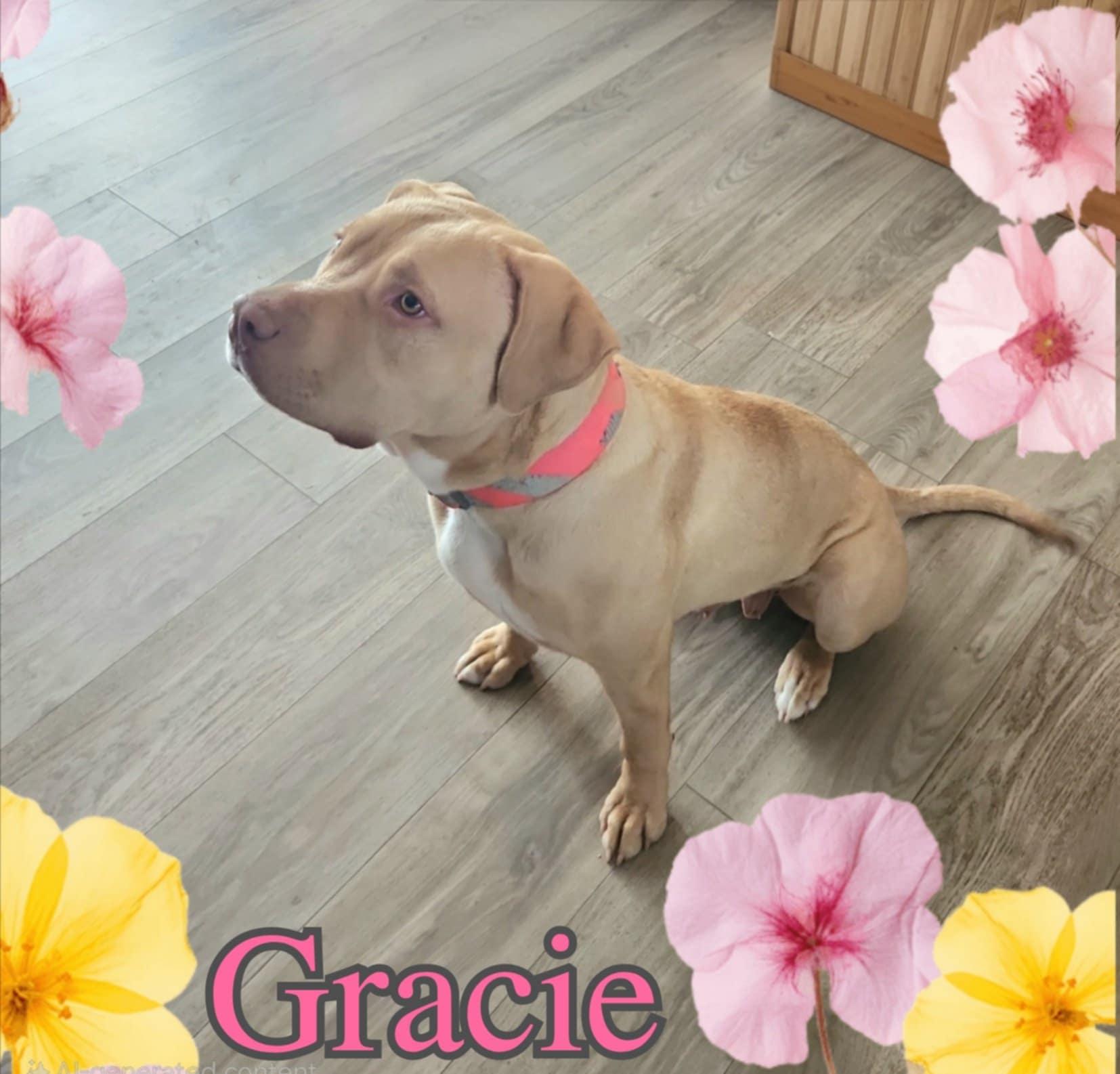 Gracie photo 4