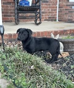 Enlarge Katie, an adopted Chiweenie in Manchester, CT image 3/3