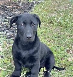 Enlarge Katie, an adopted Chiweenie in Manchester, CT image 1/3