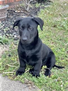 Enlarge Katie, an adopted Chiweenie in Manchester, CT image 2/3