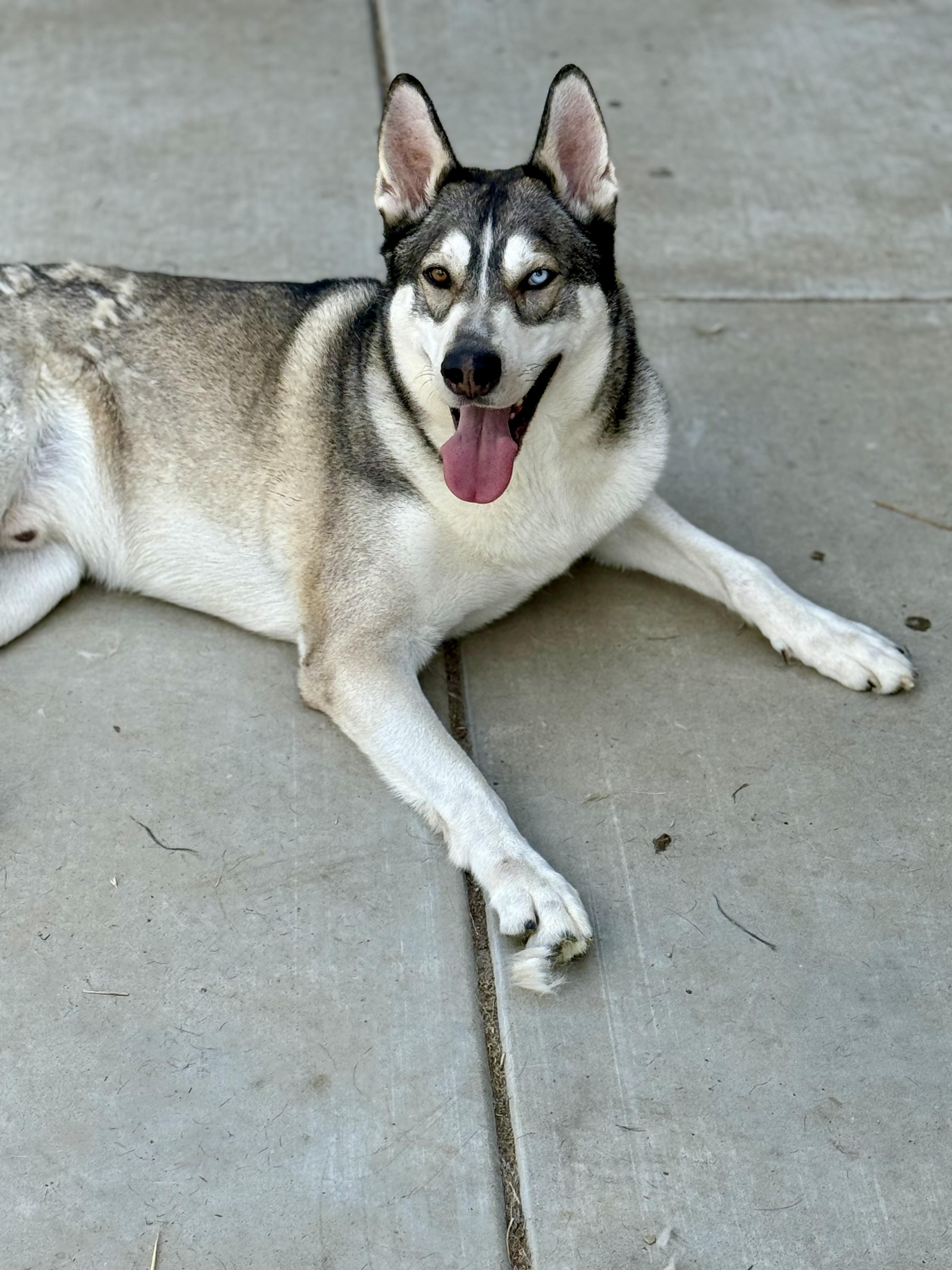 Enlarge Valko (fka Nieko), a Adoptable mixed breed in Tracy, CA image 1/6