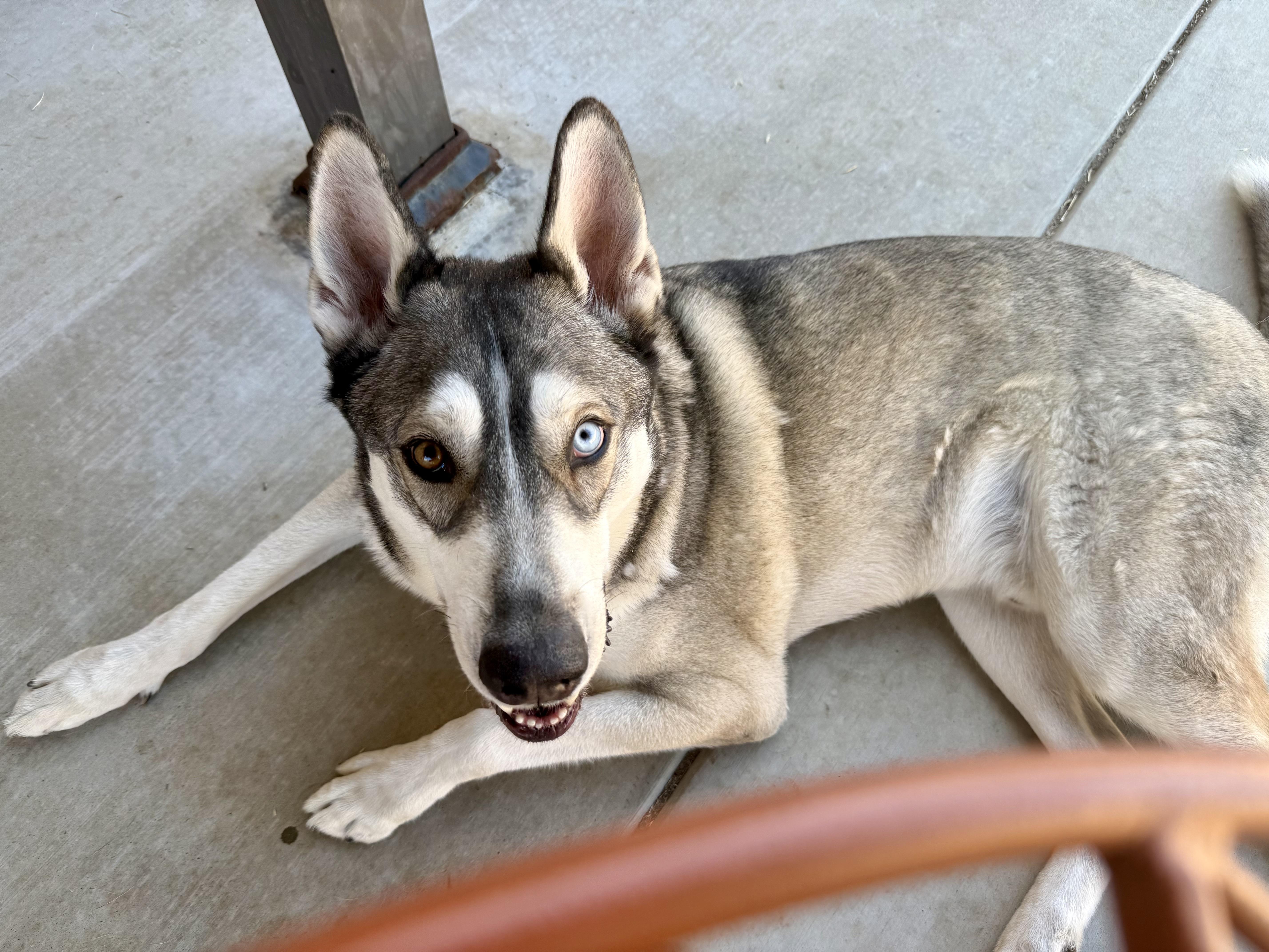 Enlarge Valko (fka Nieko), a Adoptable mixed breed in Tracy, CA image 2/6