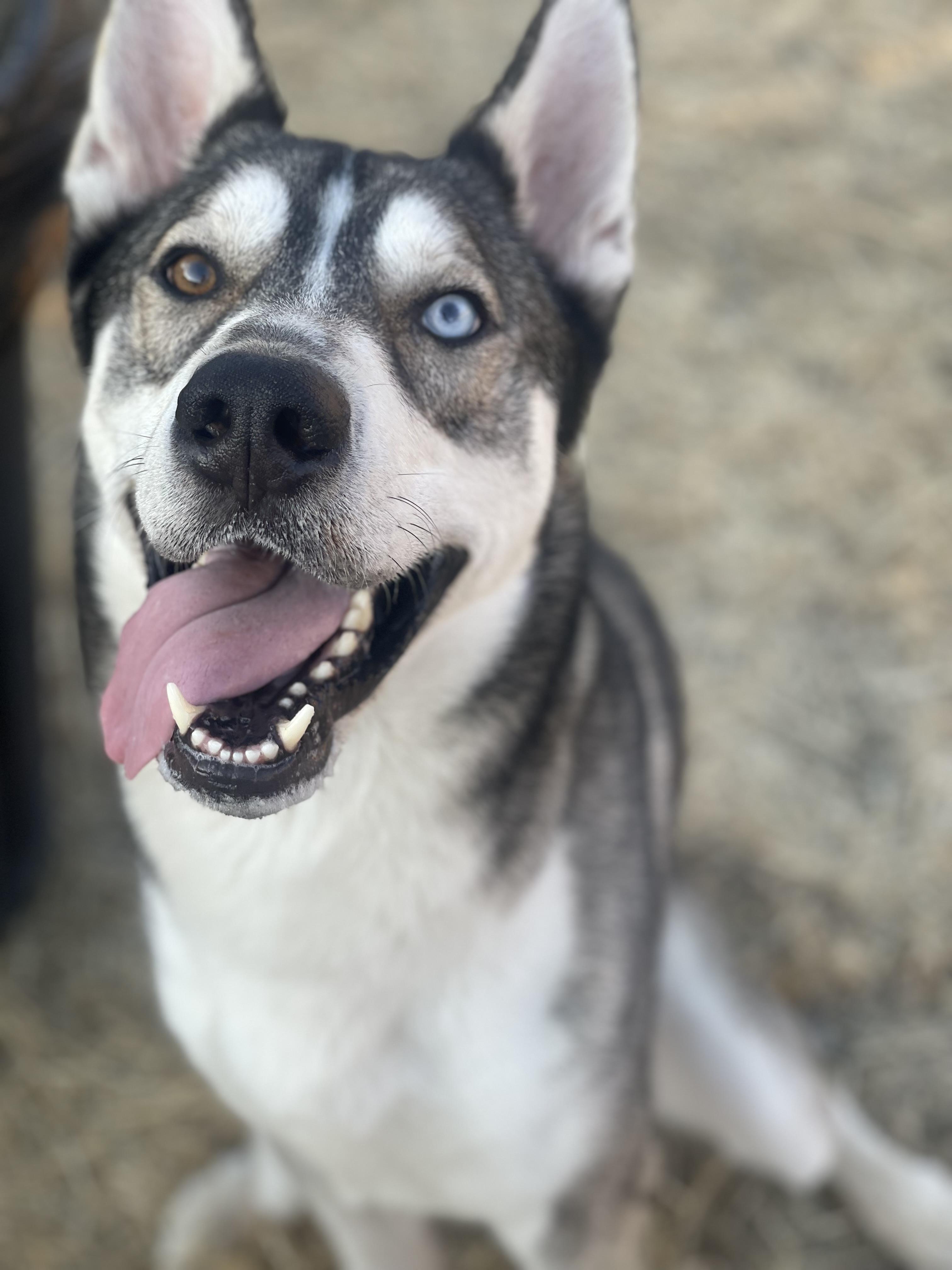Enlarge Valko (fka Nieko), a Adoptable mixed breed in Tracy, CA image 3/6