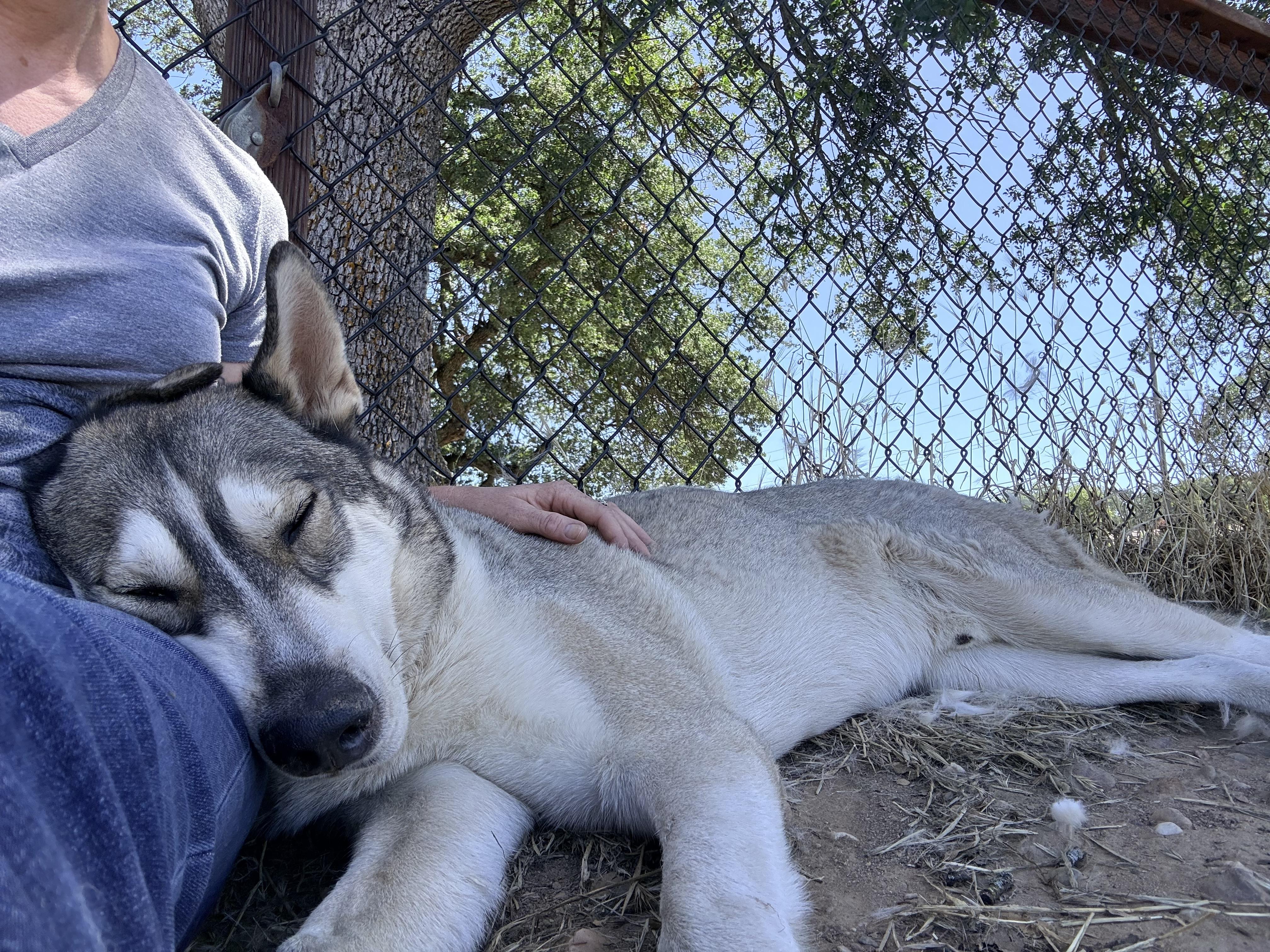 Valko (Adoption Perks Included), a Adoptable mixed breed in Tracy, CA image 4/6