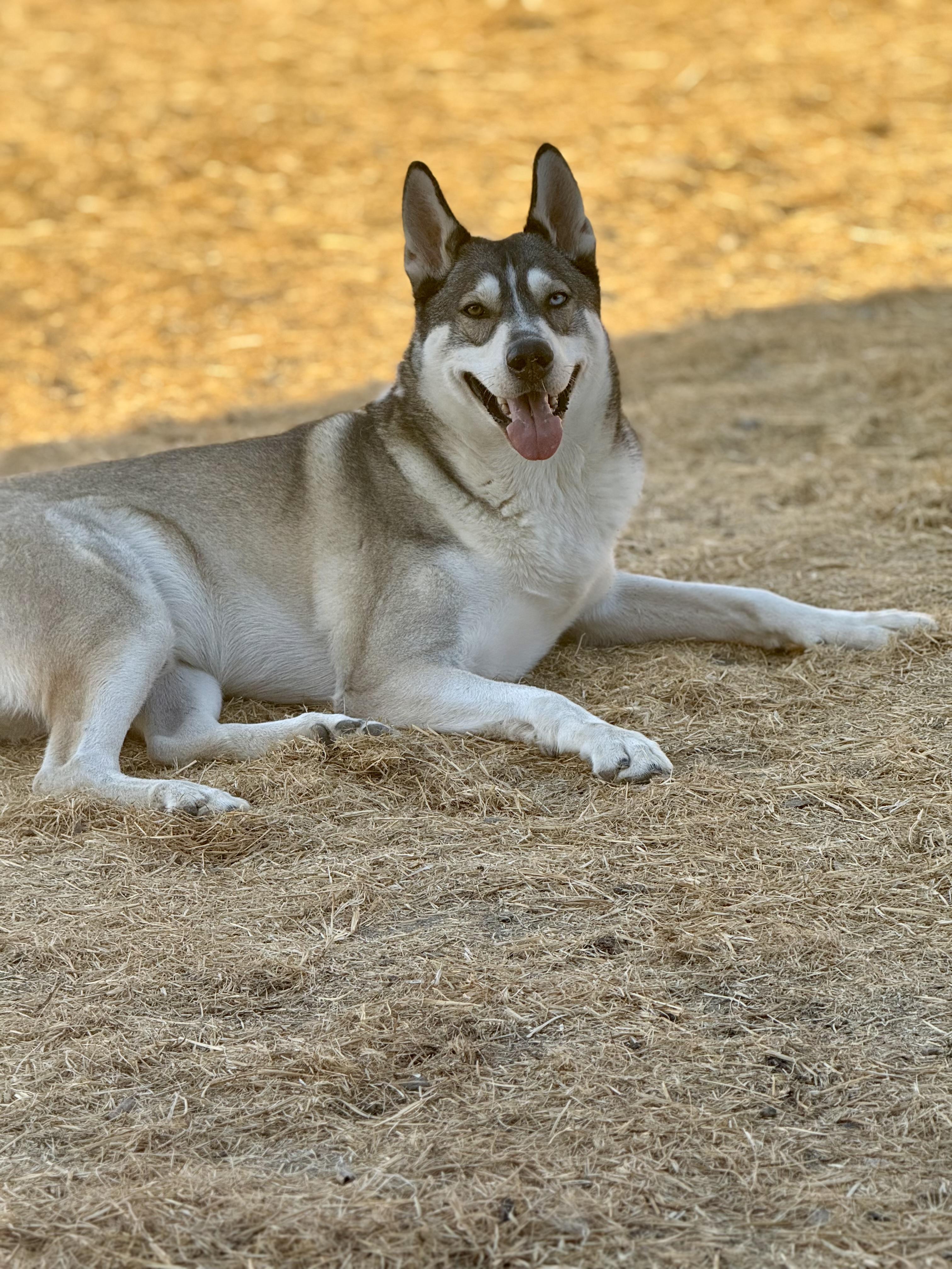 Enlarge Valko (fka Nieko), a Adoptable mixed breed in Tracy, CA image 4/6