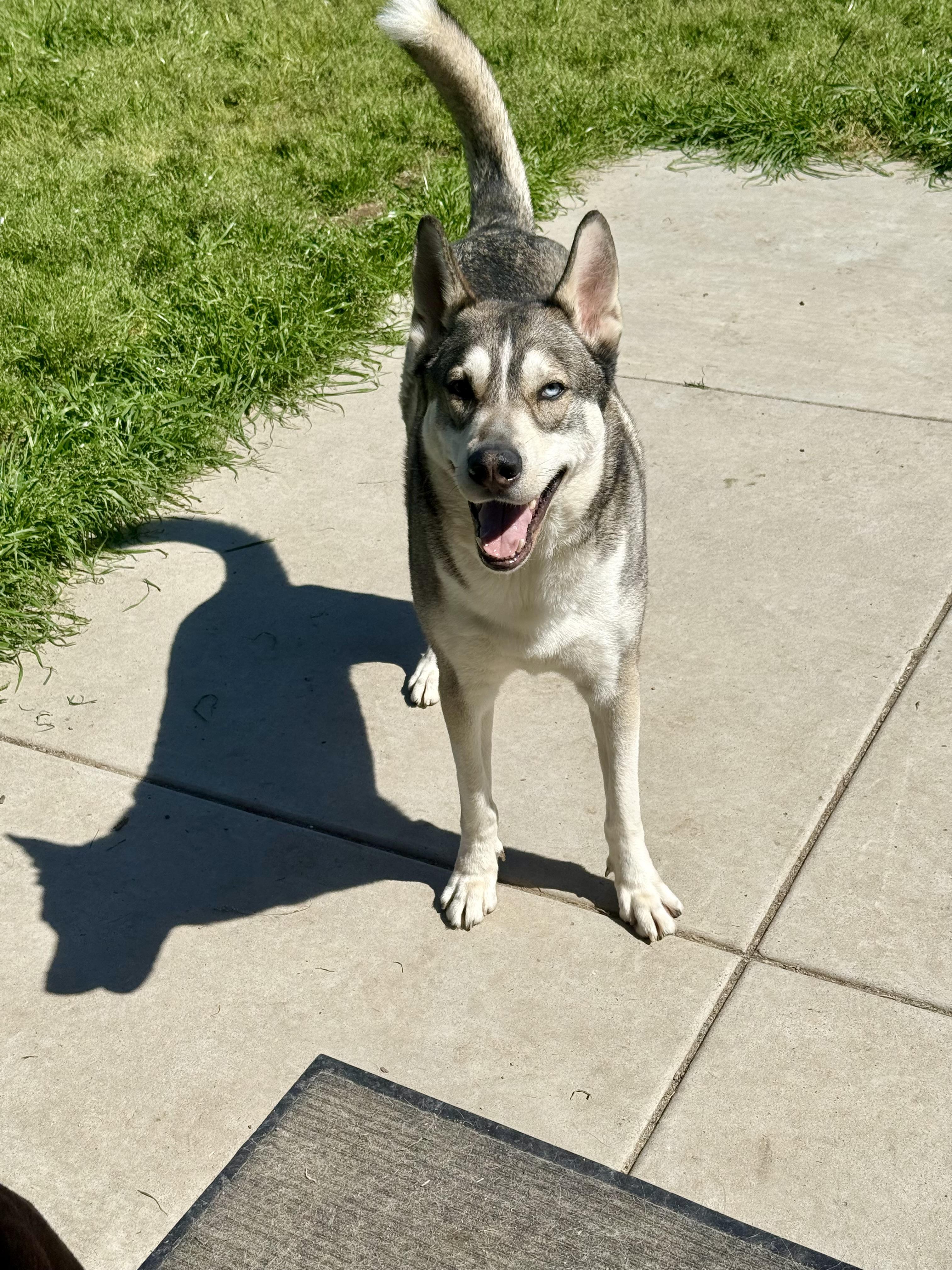 Enlarge Valko (fka Nieko), a Adoptable mixed breed in Tracy, CA image 5/6