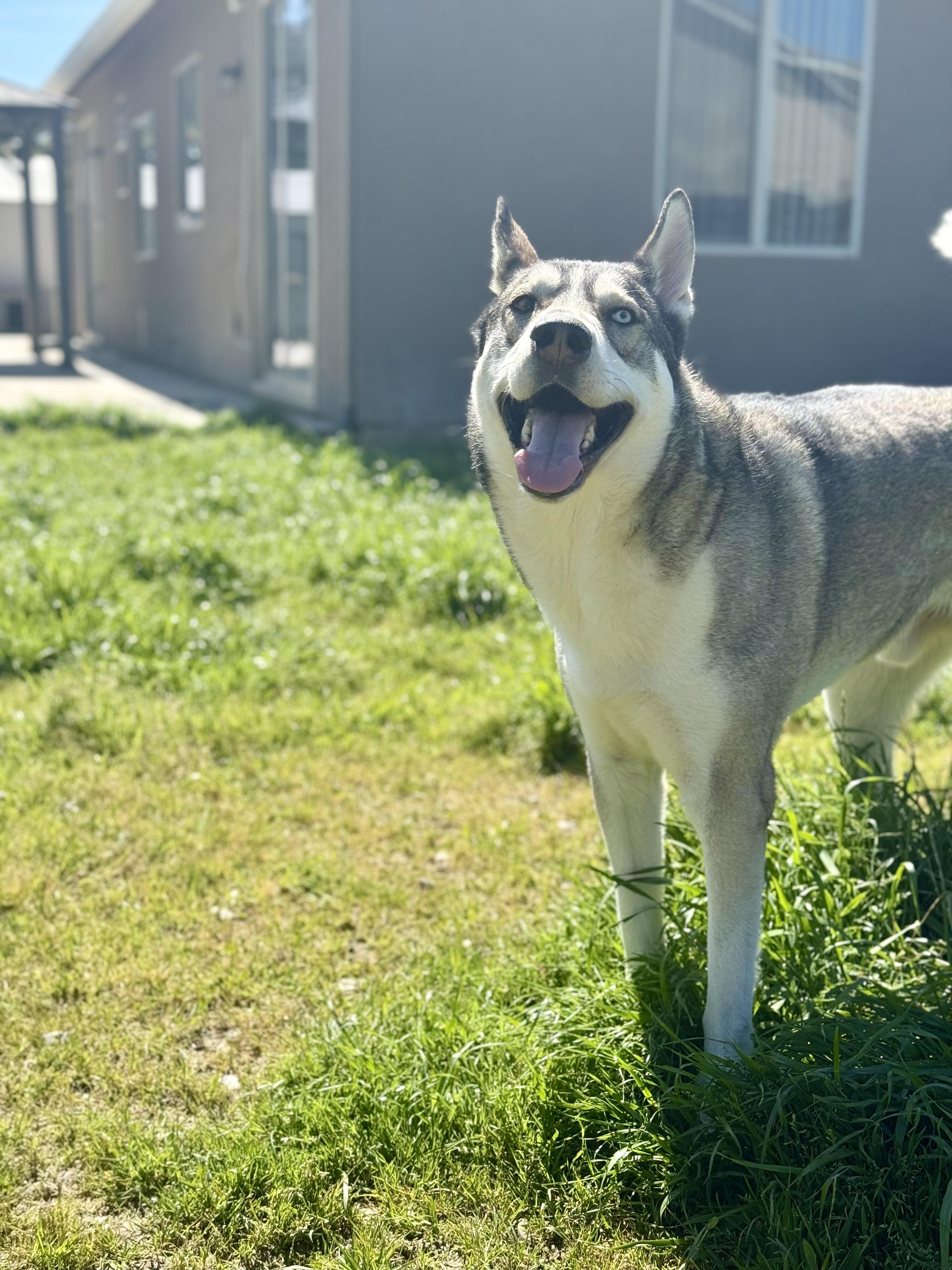 Enlarge Valko (fka Nieko), a Adoptable mixed breed in Tracy, CA image 6/6