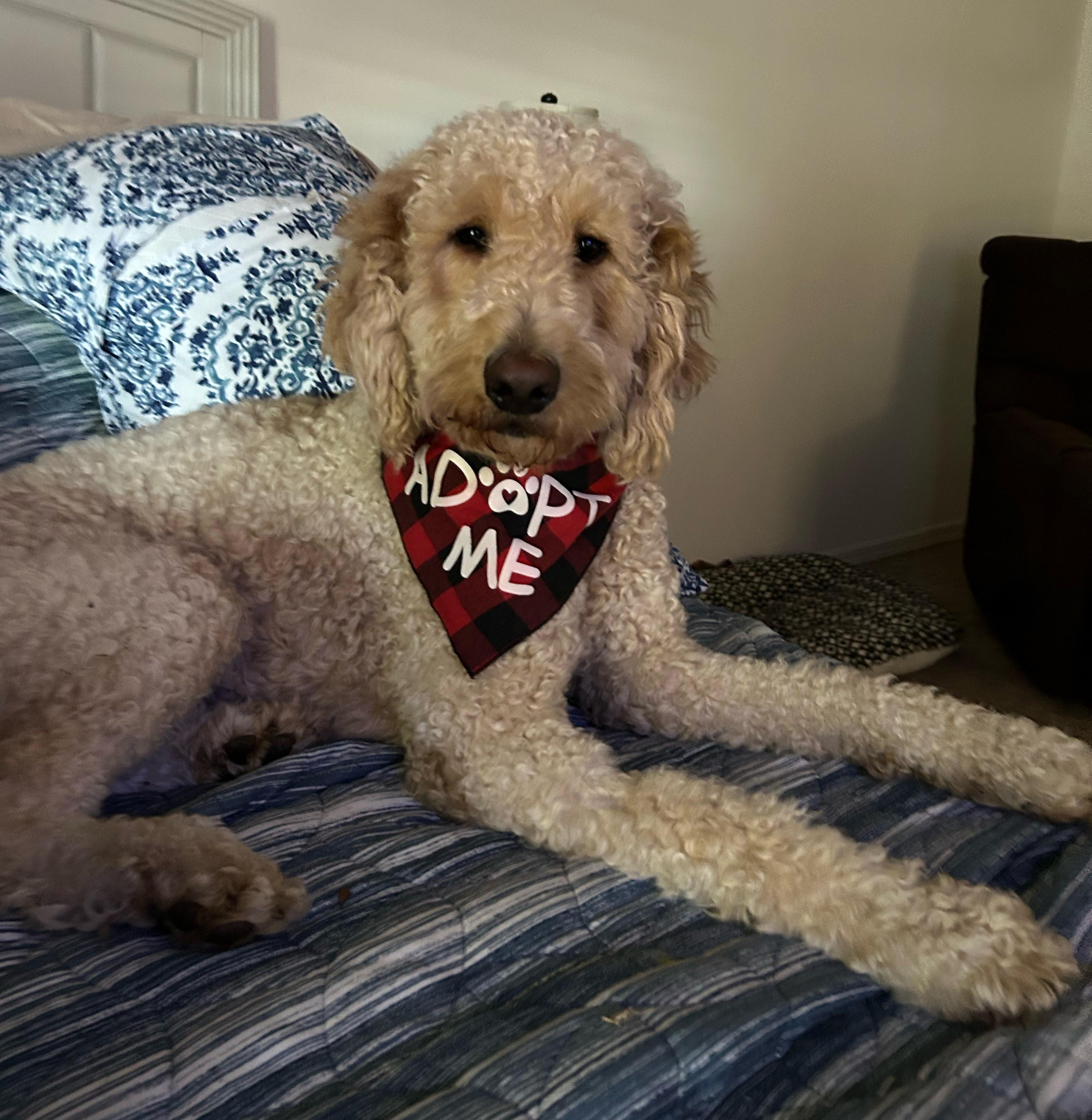 Enlarge Cody, an adoptable Goldendoodle in Orlando, FL image 6/6