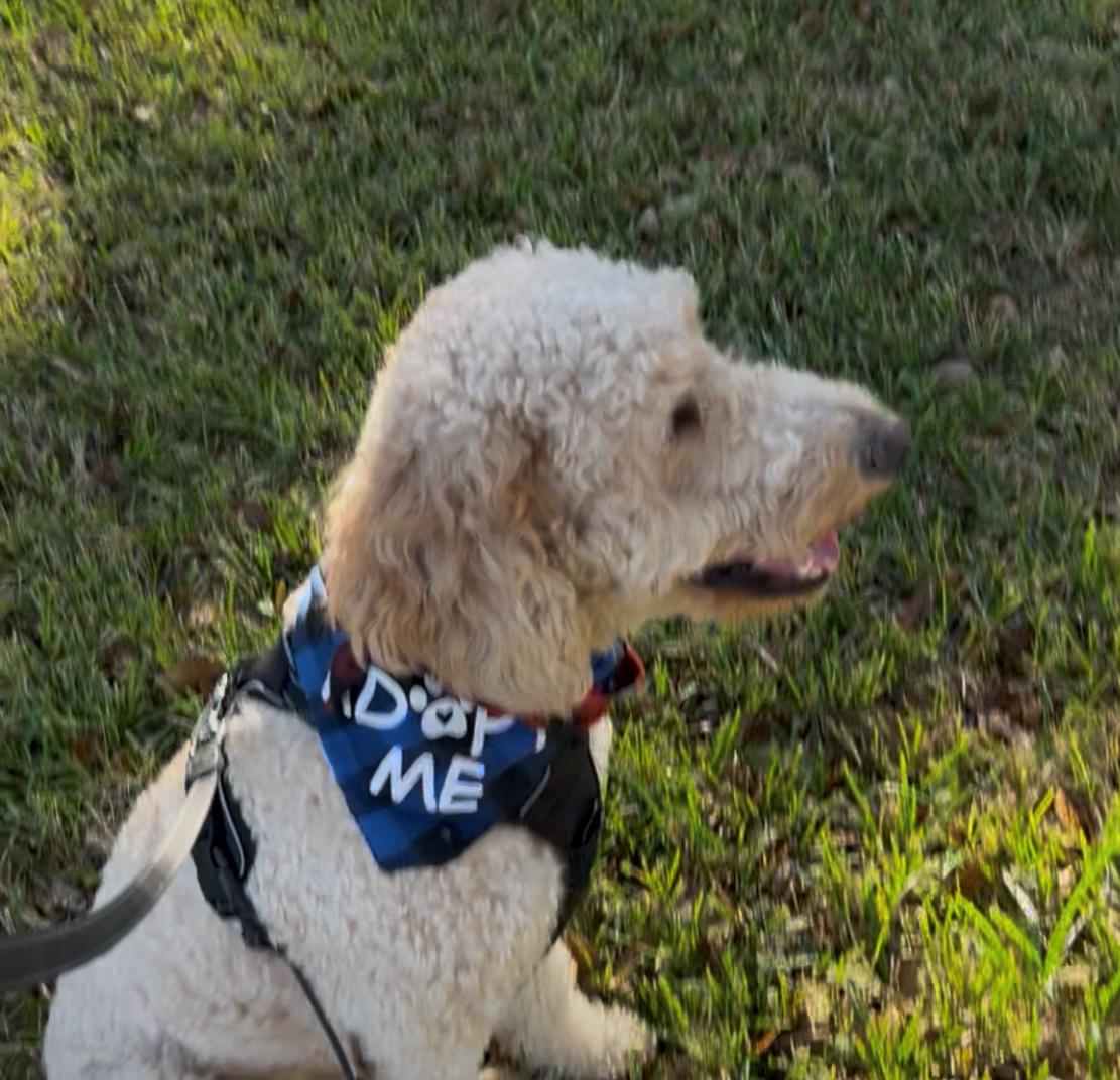Enlarge Cody, an adoptable Goldendoodle in Orlando, FL image 2/6