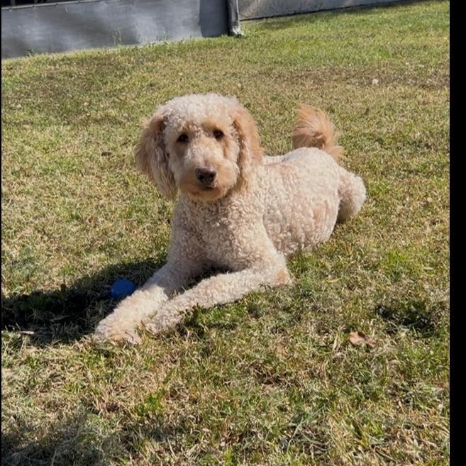 Enlarge Cody, an adoptable Goldendoodle in Orlando, FL image 3/6