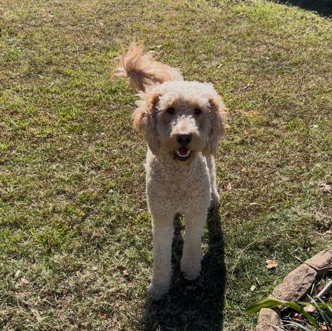 Enlarge Cody, an adoptable Goldendoodle in Orlando, FL image 1/6