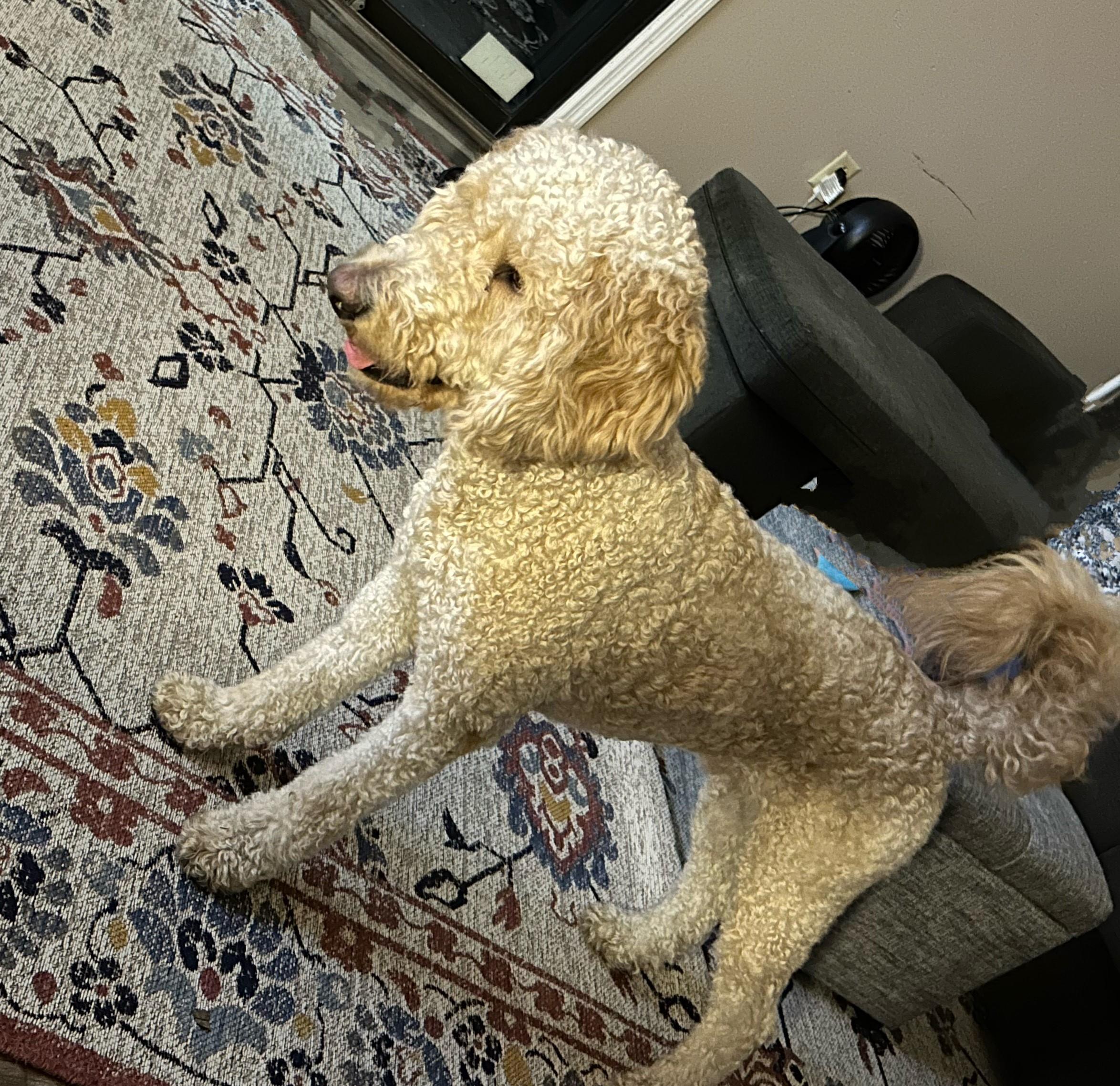 Enlarge Cody, an adoptable Goldendoodle in Orlando, FL image 5/6