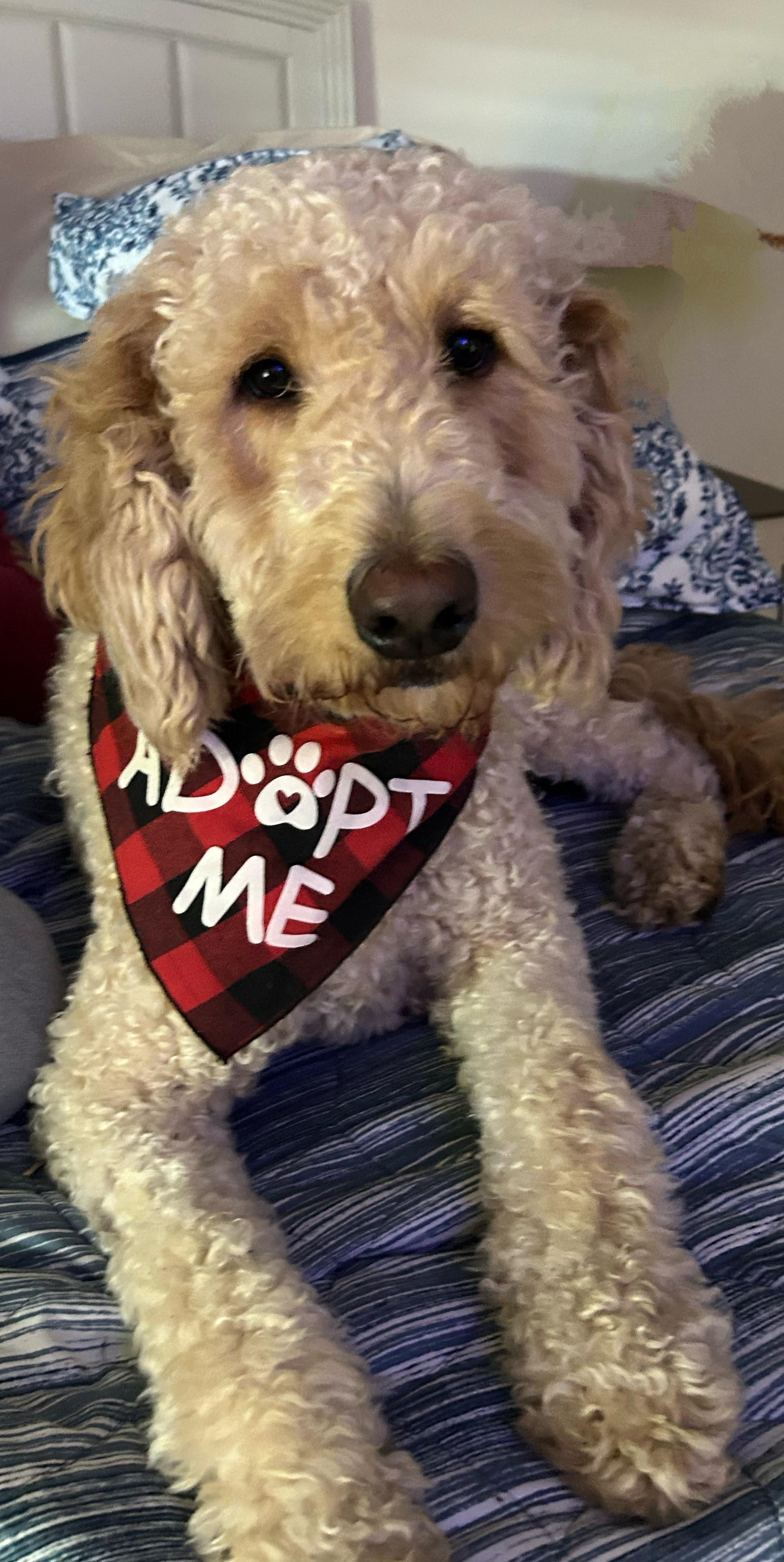 Enlarge Cody, an adoptable Goldendoodle in Orlando, FL image 4/6