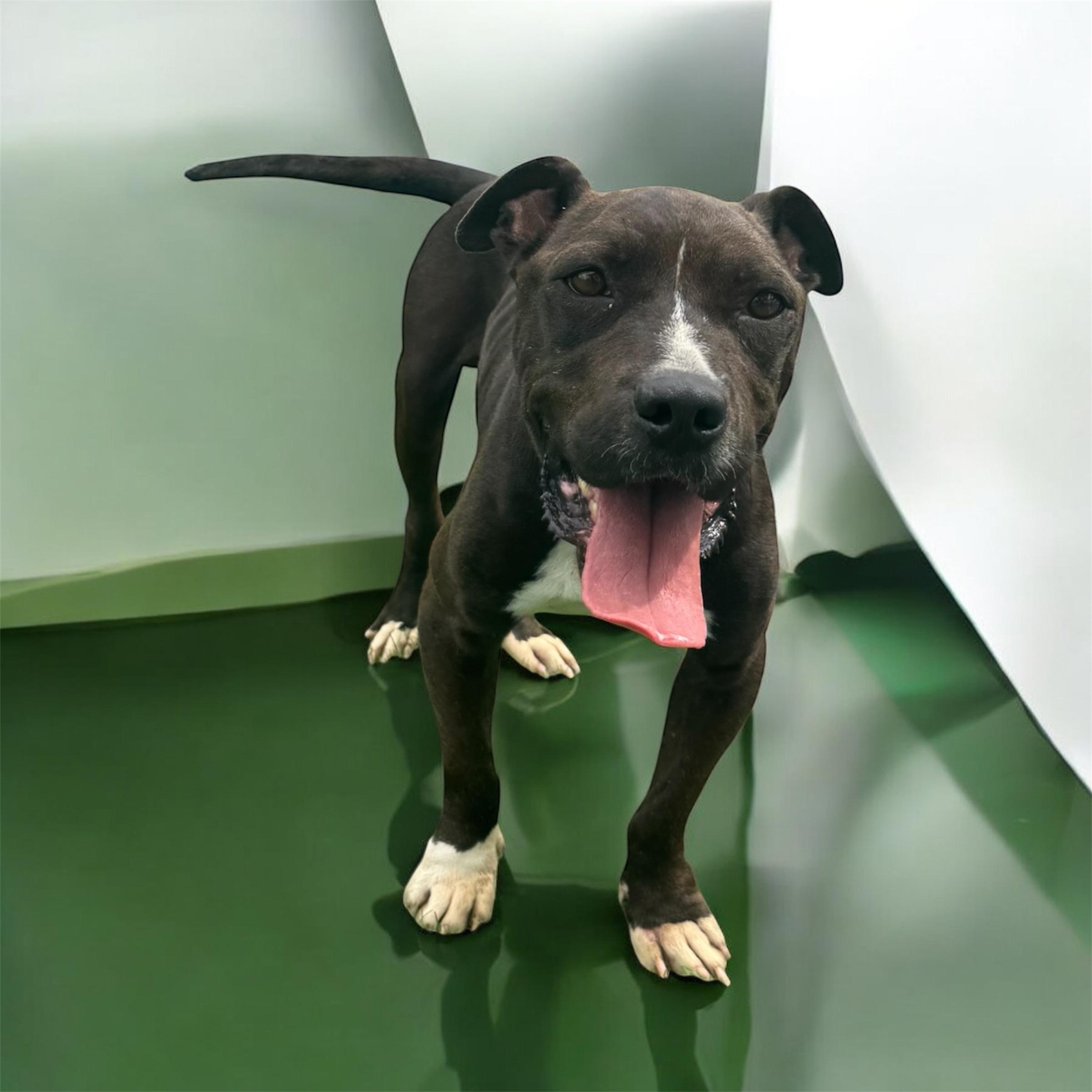 Kekoa, a Adoptable mixed breed in Williston, VT image 3/5