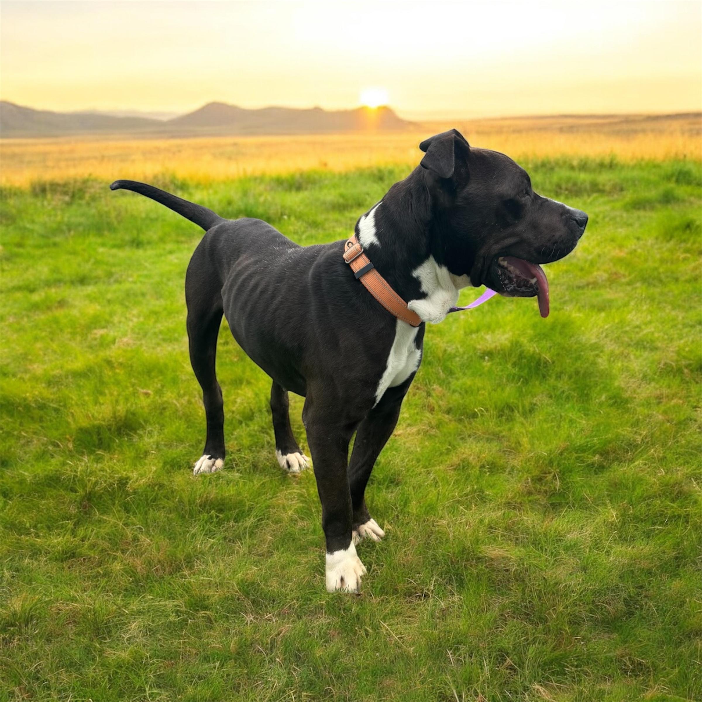 Kekoa, a Adoptable mixed breed in Williston, VT image 5/5