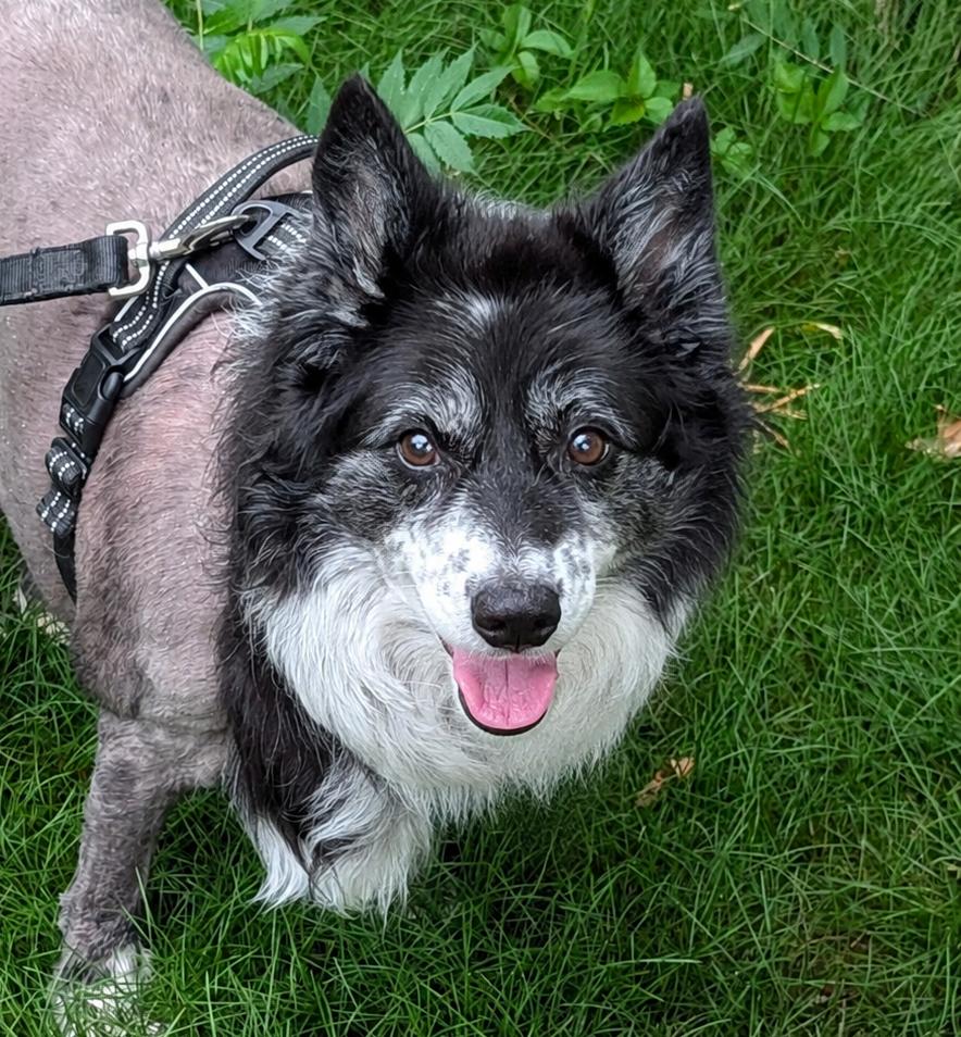Enlarge Lassie, a Adoptable mixed breed in Minneapolis, MN image 1/6