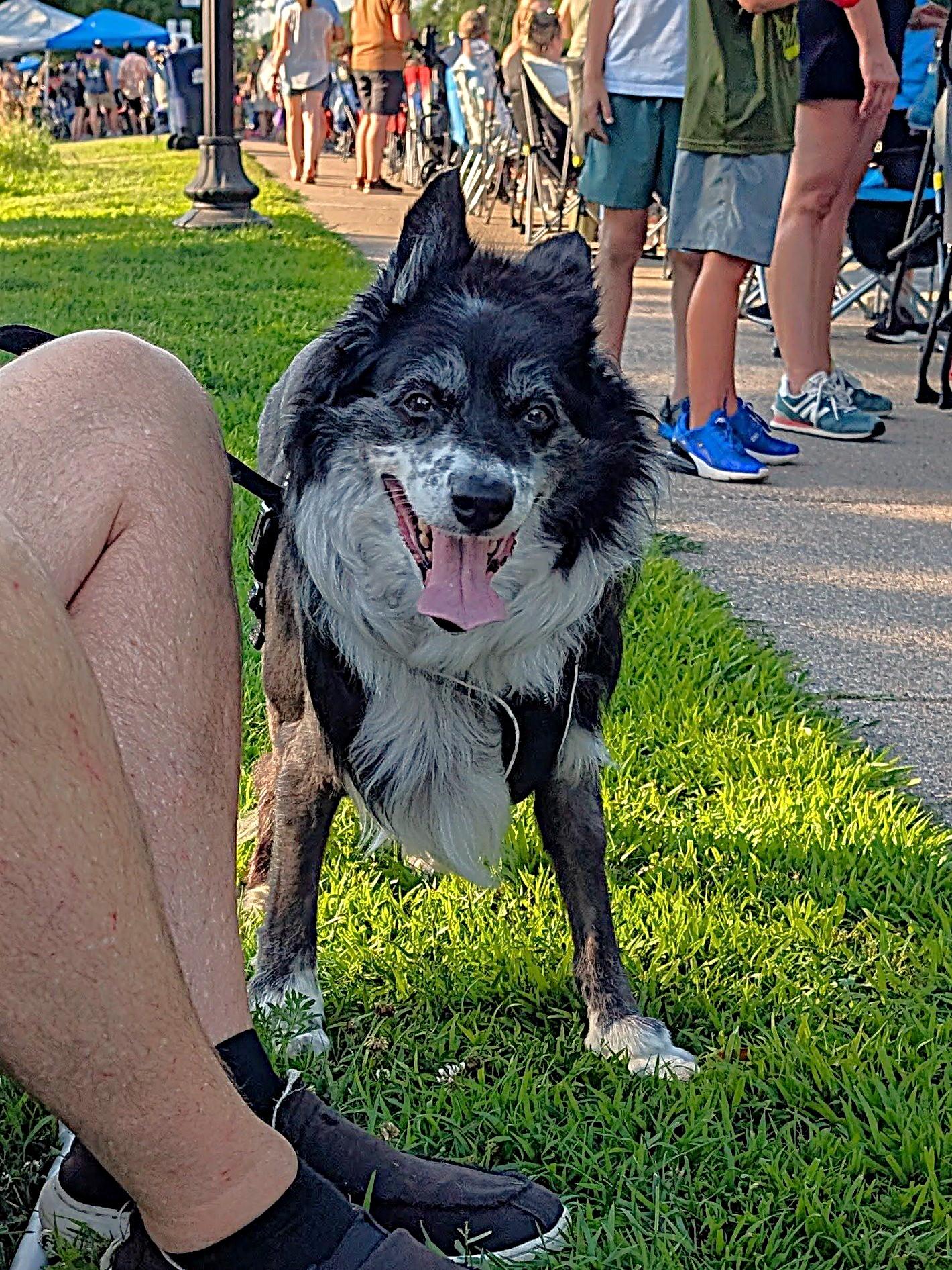 Lassie, a Adoptable mixed breed in Minneapolis, MN image 2/6